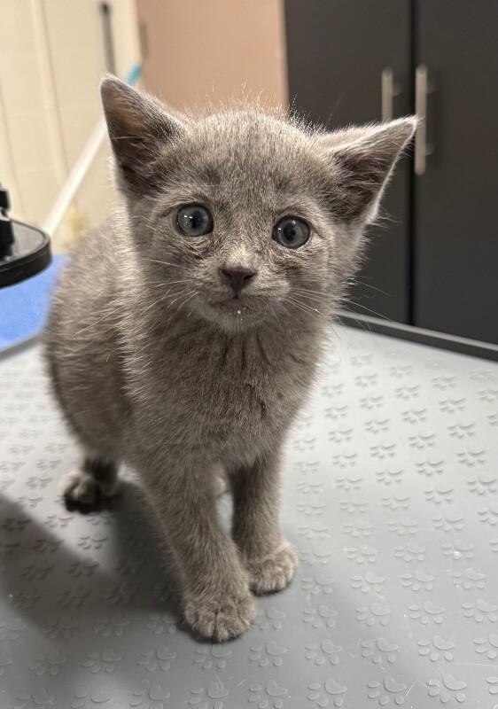 Wanda, a Adoptable Domestic Short Hair in Yankton, SD image 1/2