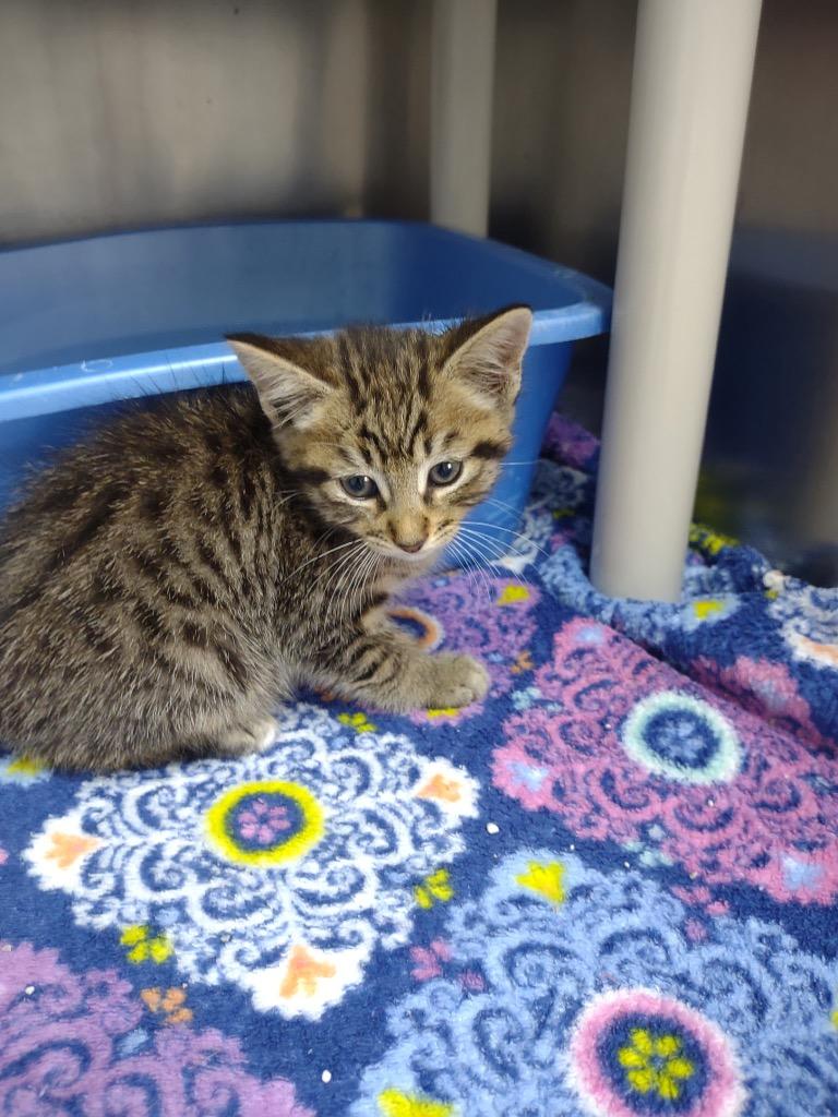 Merlin, Adoptable, Kitten Male Domestic Short Hair.