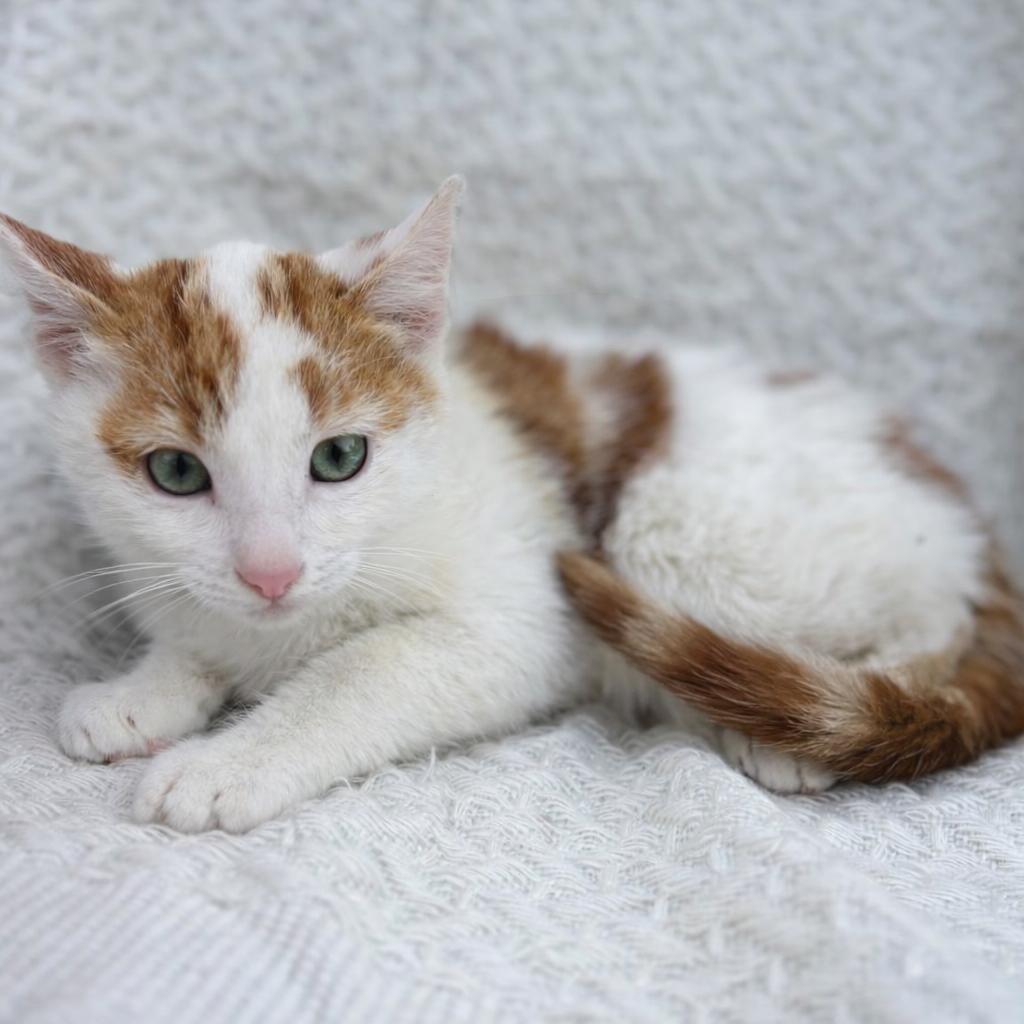 Enlarge Hunter, a Adoptable Domestic Short Hair in Tucson, AZ image 1/1