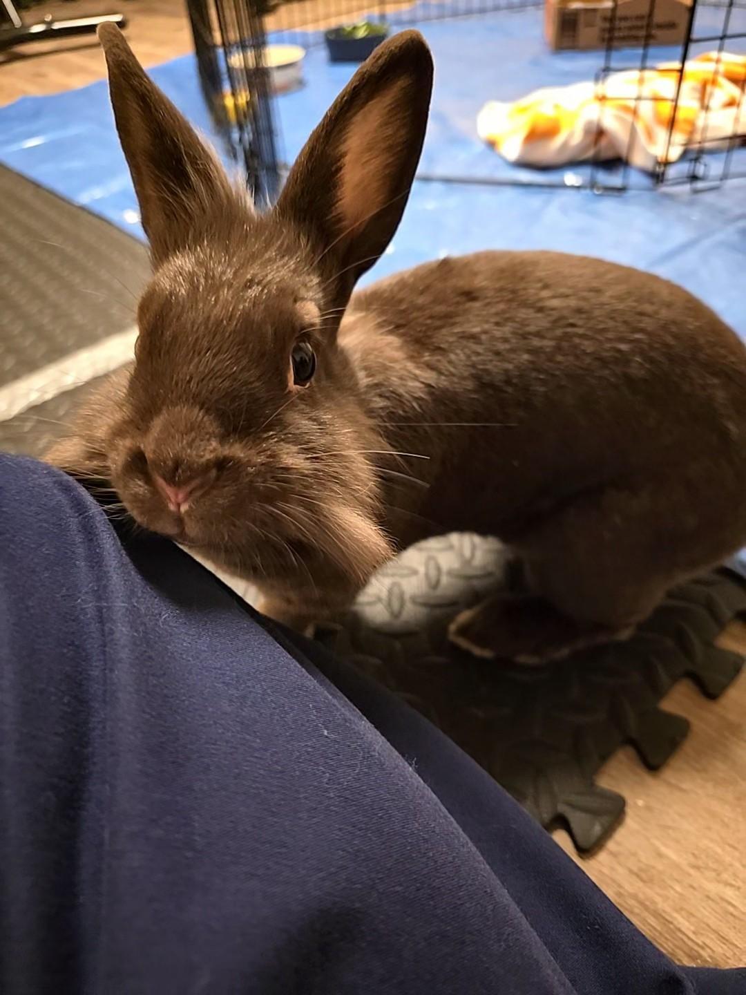 Baby, Adoptable, Adult Female Lionhead & Bunny Rabbit.