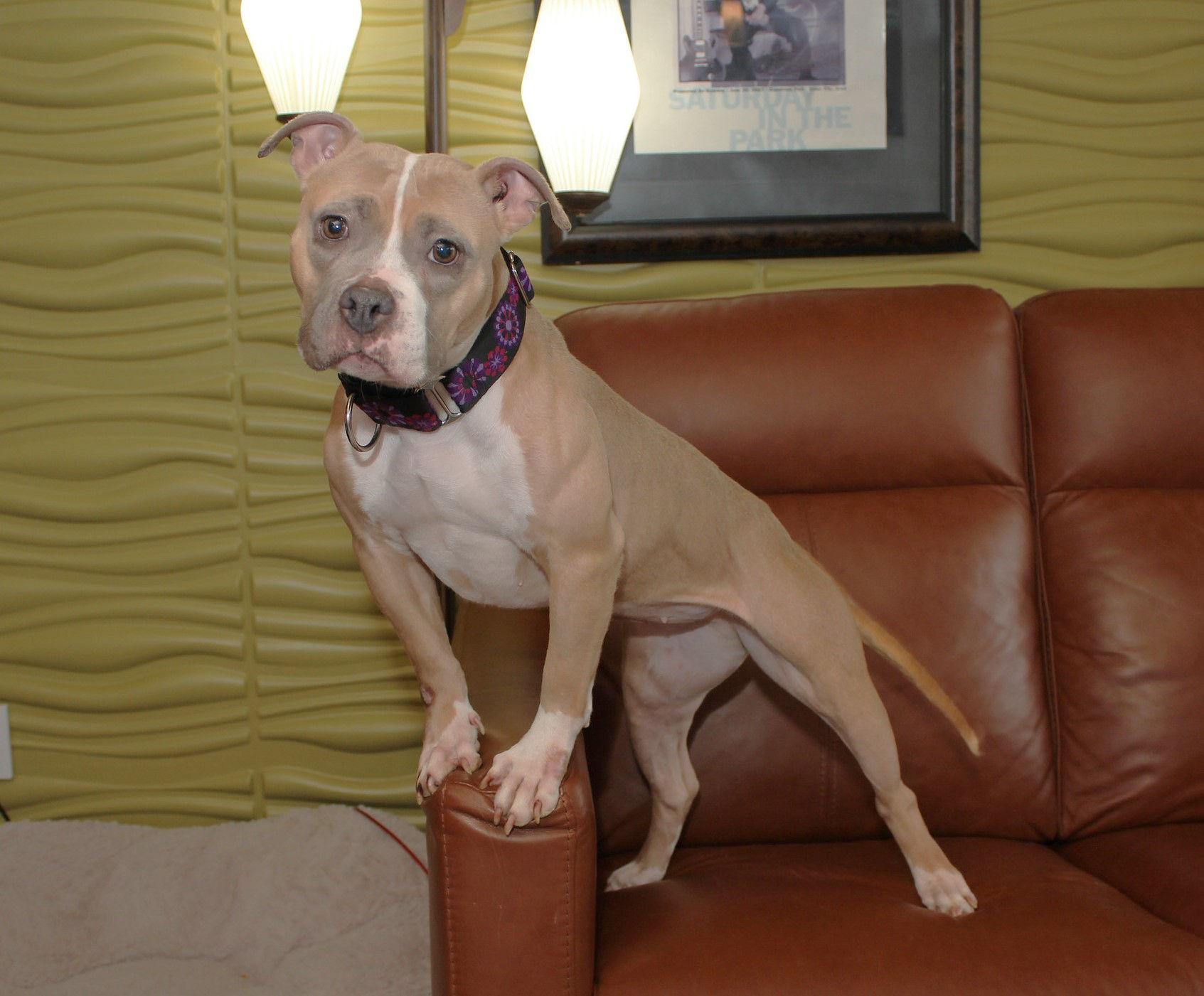 Ellie Mae thumbnail 4