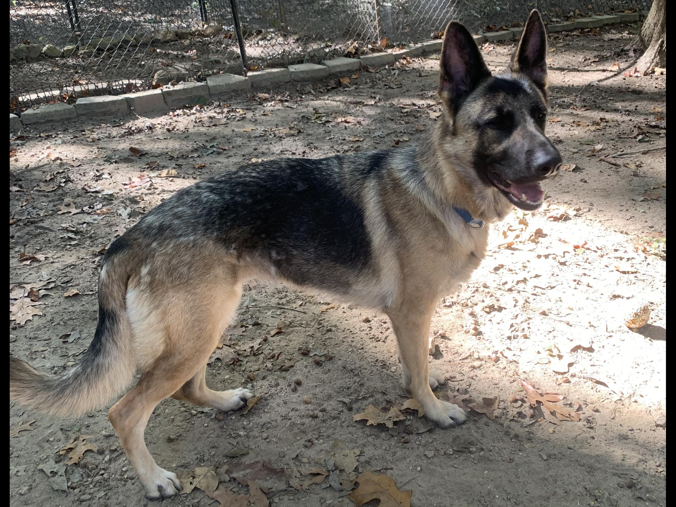 Enlarge Gabbi, a ADOPTABLE German Shepherd Dog in Rome, GA image 1/1