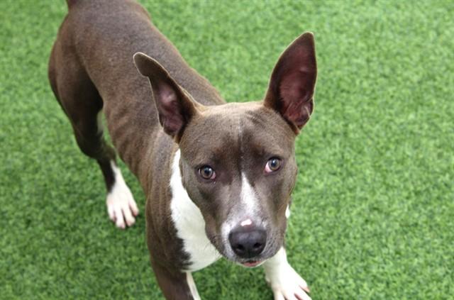 Enlarge LUNA, a Adoptable Pit Bull Terrier in Fort Lauderdale, FL image 1/1