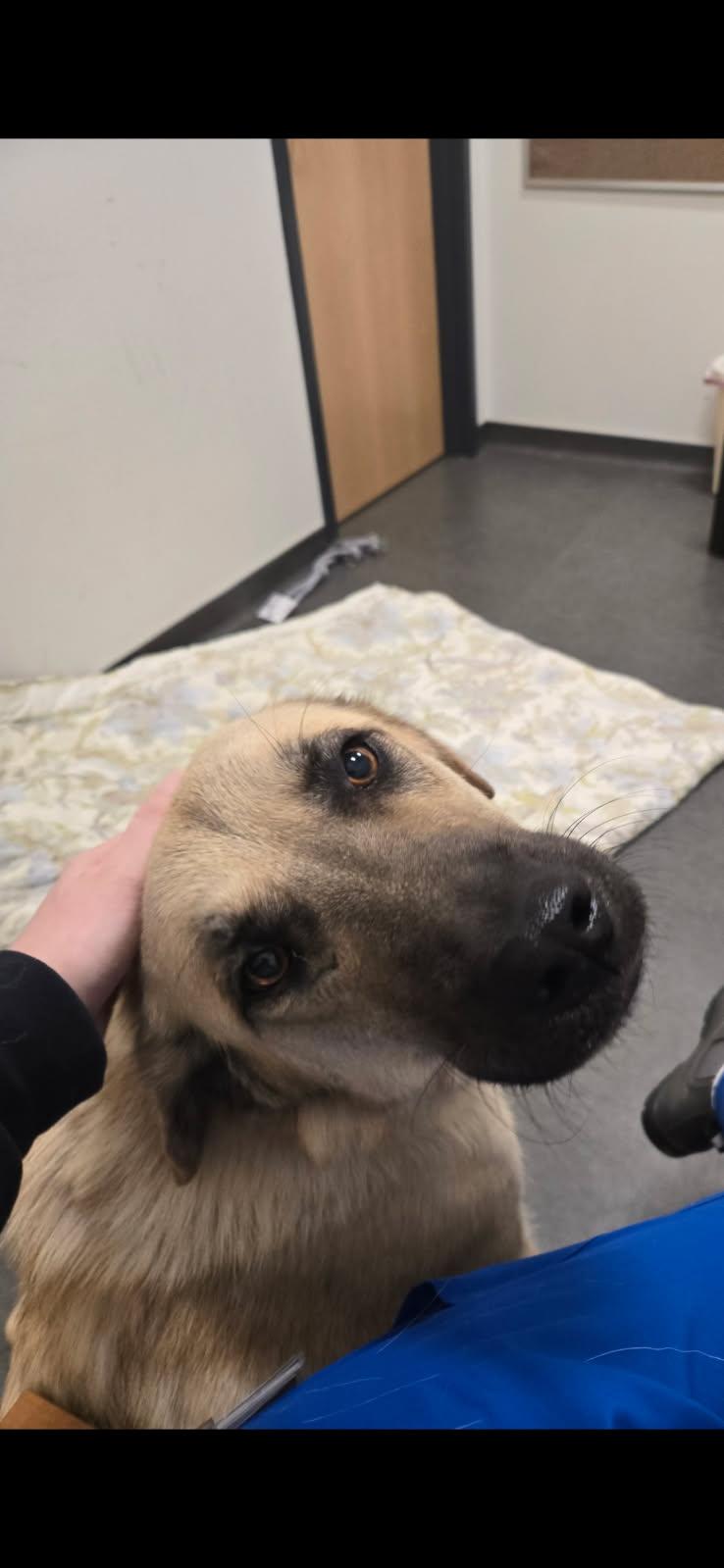 Enlarge Hero, a Adopted  in Joliet, IL image 1/4