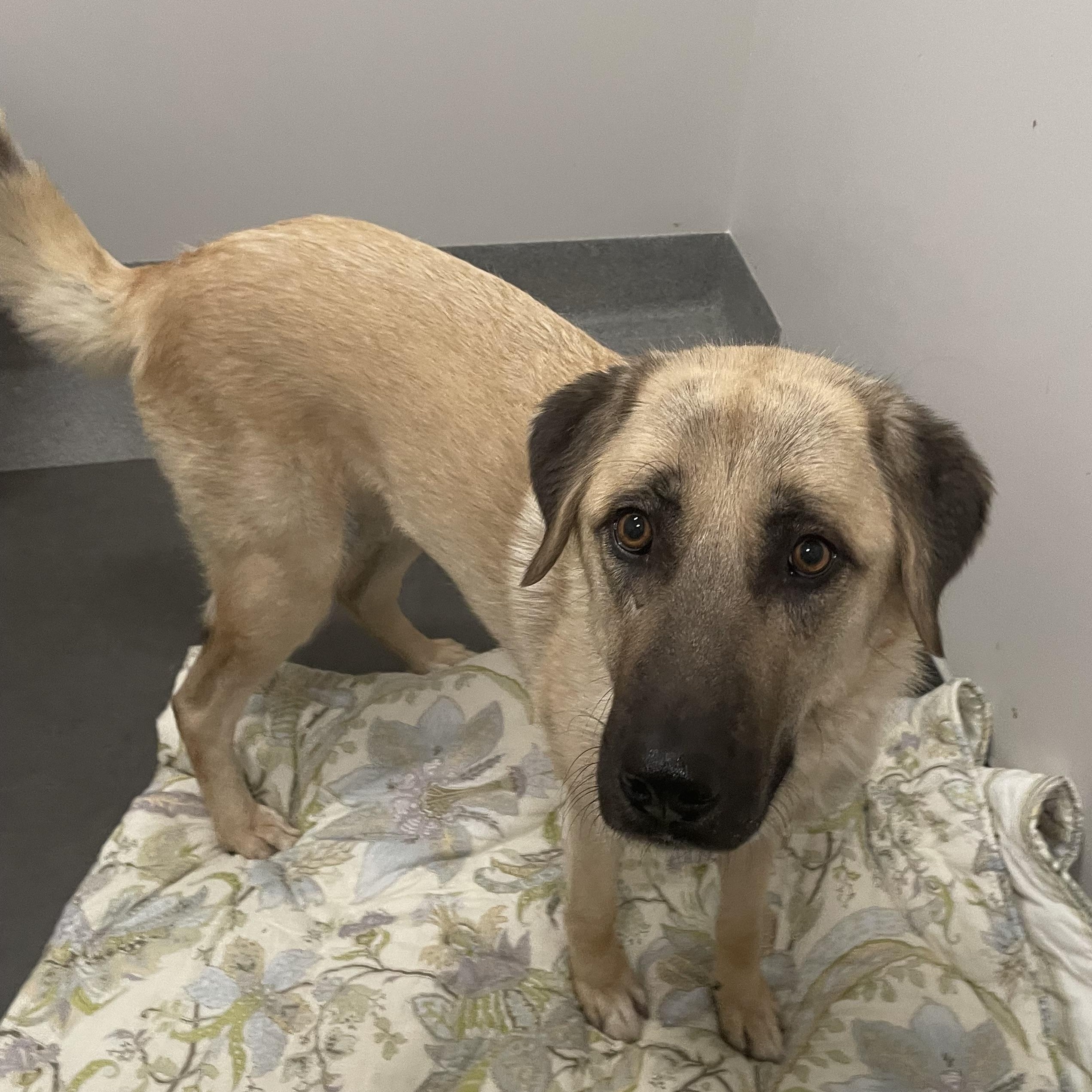 Enlarge Hero, a Adopted  in Joliet, IL image 4/4