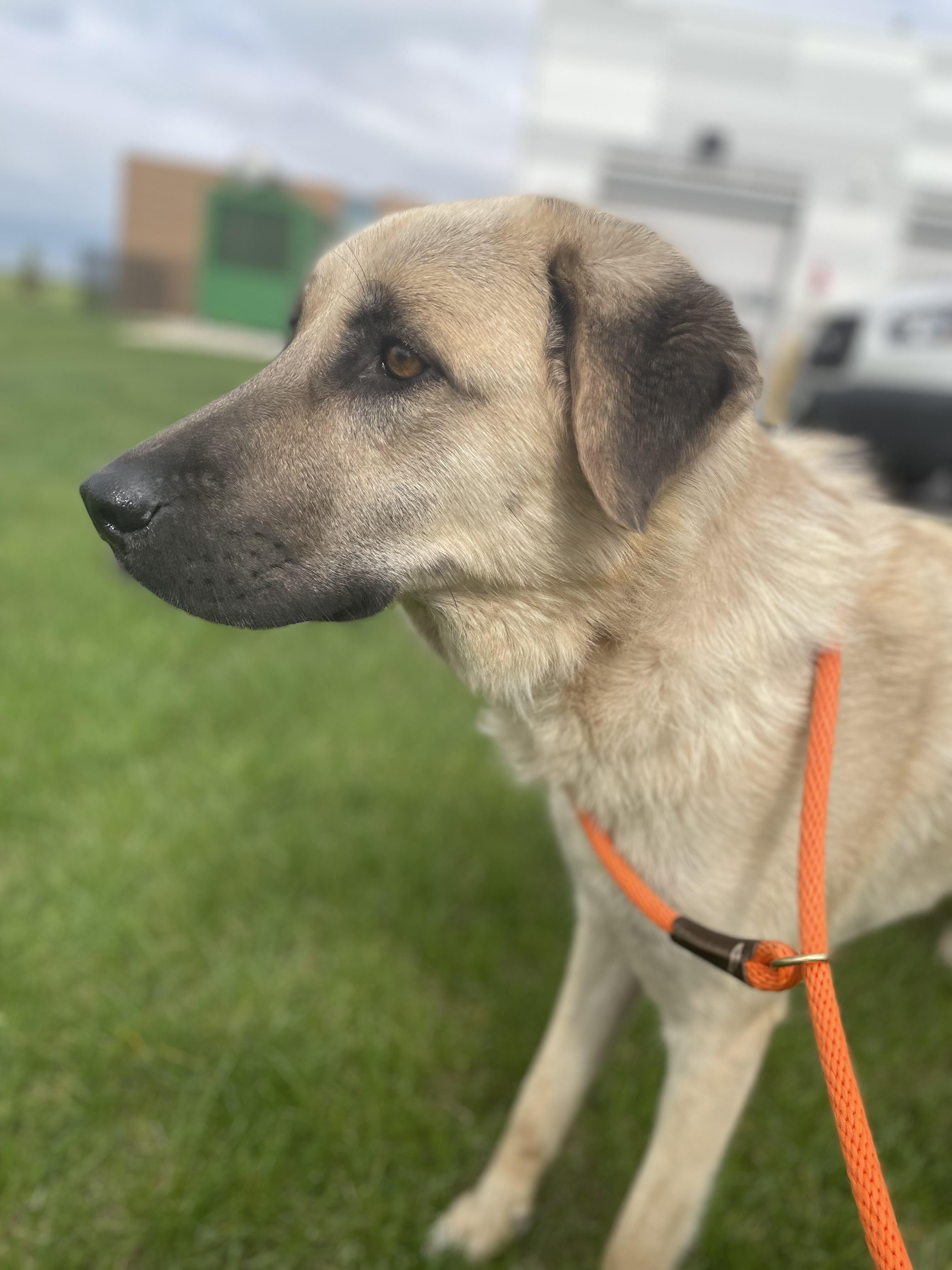 Enlarge Hero, a Adopted  in Joliet, IL image 2/4