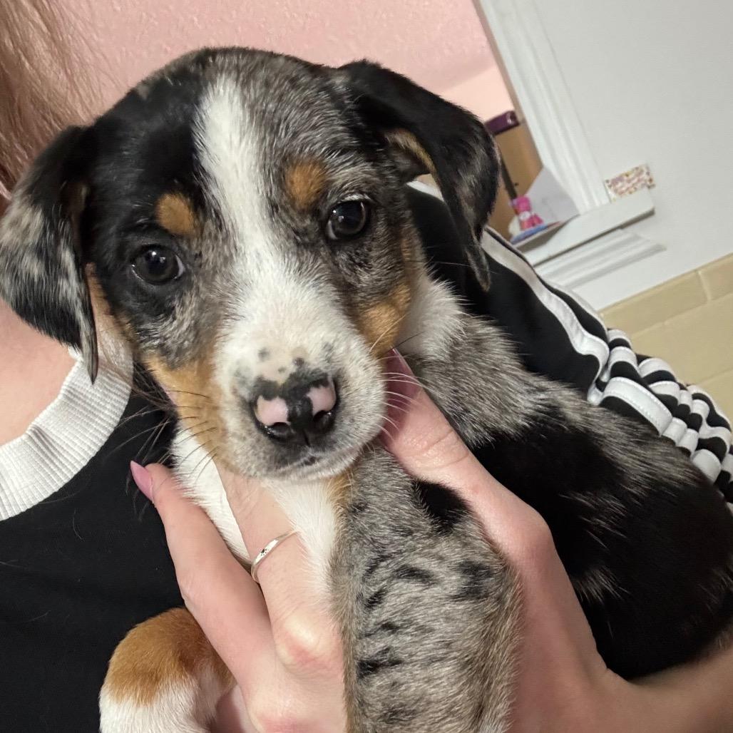 Enlarge Taco Belle, a Adoptable mixed breed in St. Charles, MO image 1/2