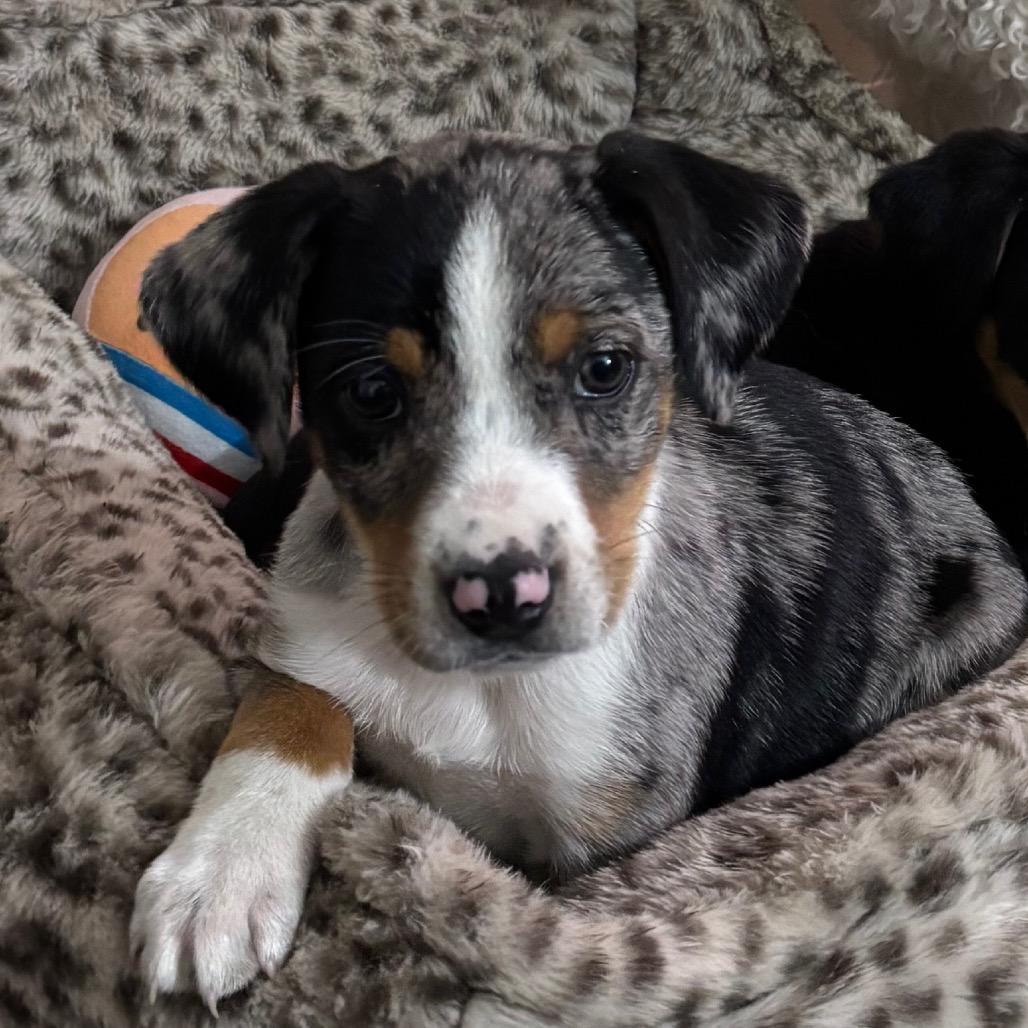 Enlarge Taco Belle, a Adoptable mixed breed in St. Charles, MO image 2/2