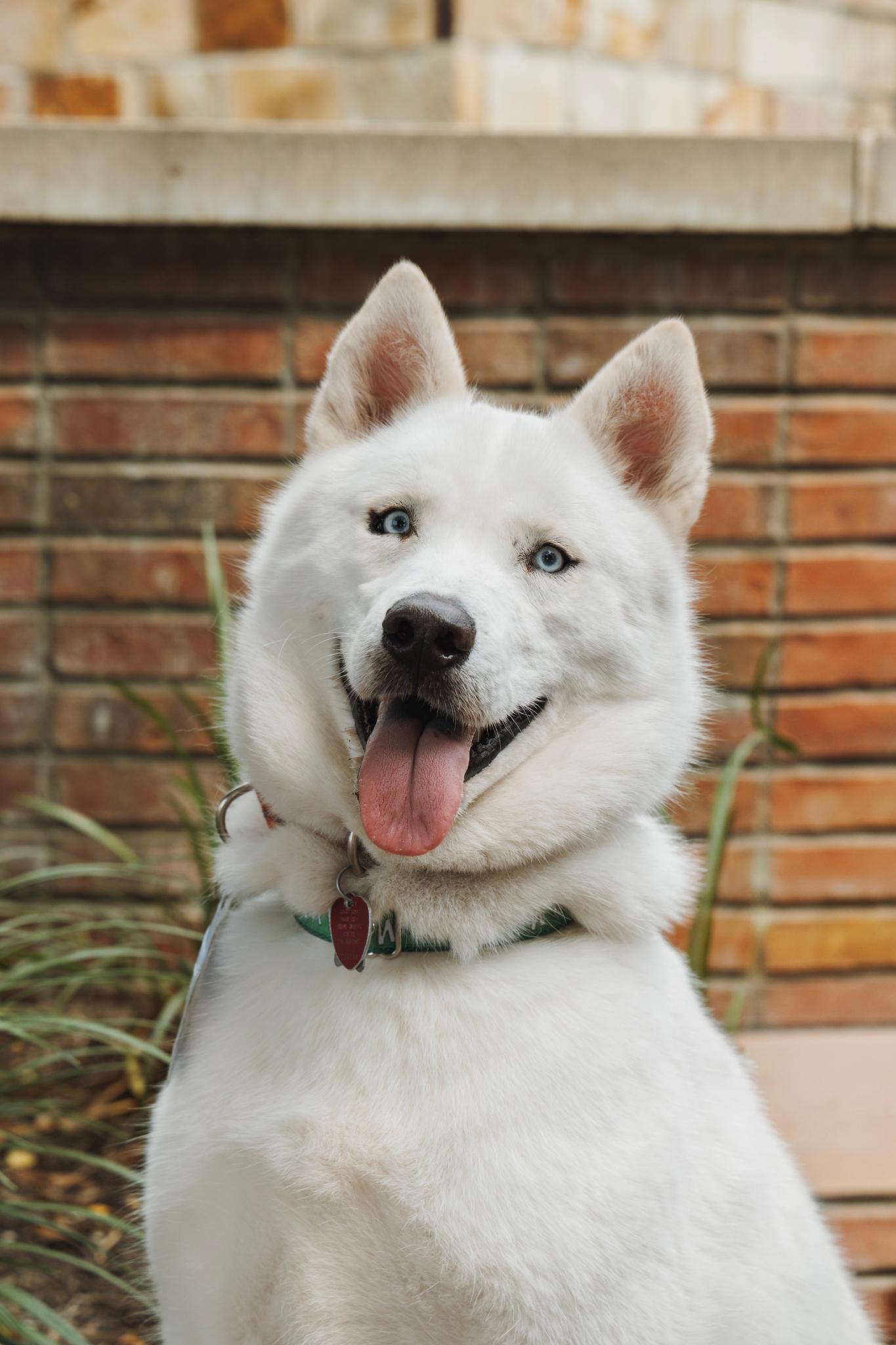 Monterey Jack, Adoptable, Adult Male Siberian Husky.