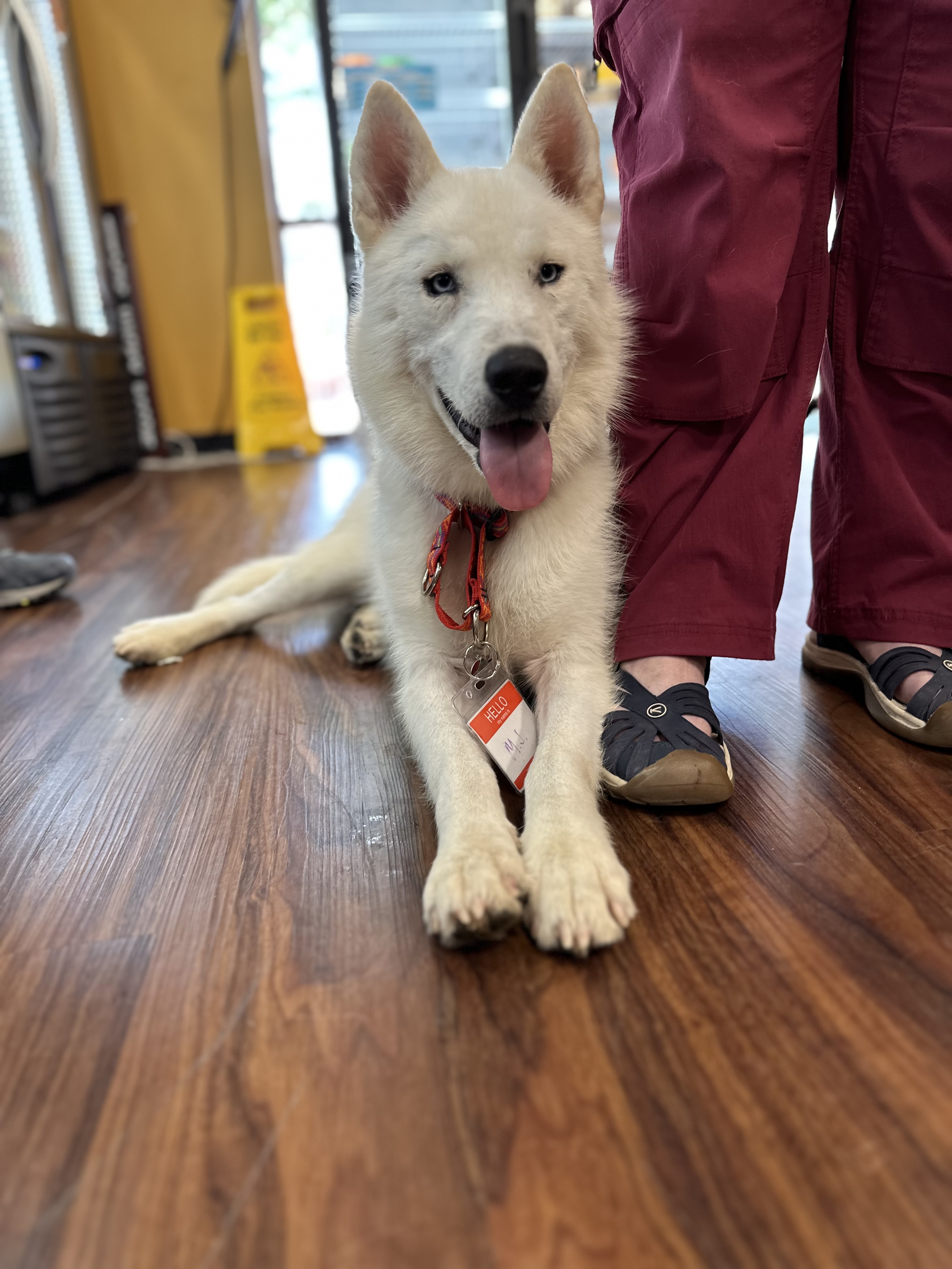 Monterey Jack, a Adoptable Siberian Husky in Carrollton, TX image 5/8