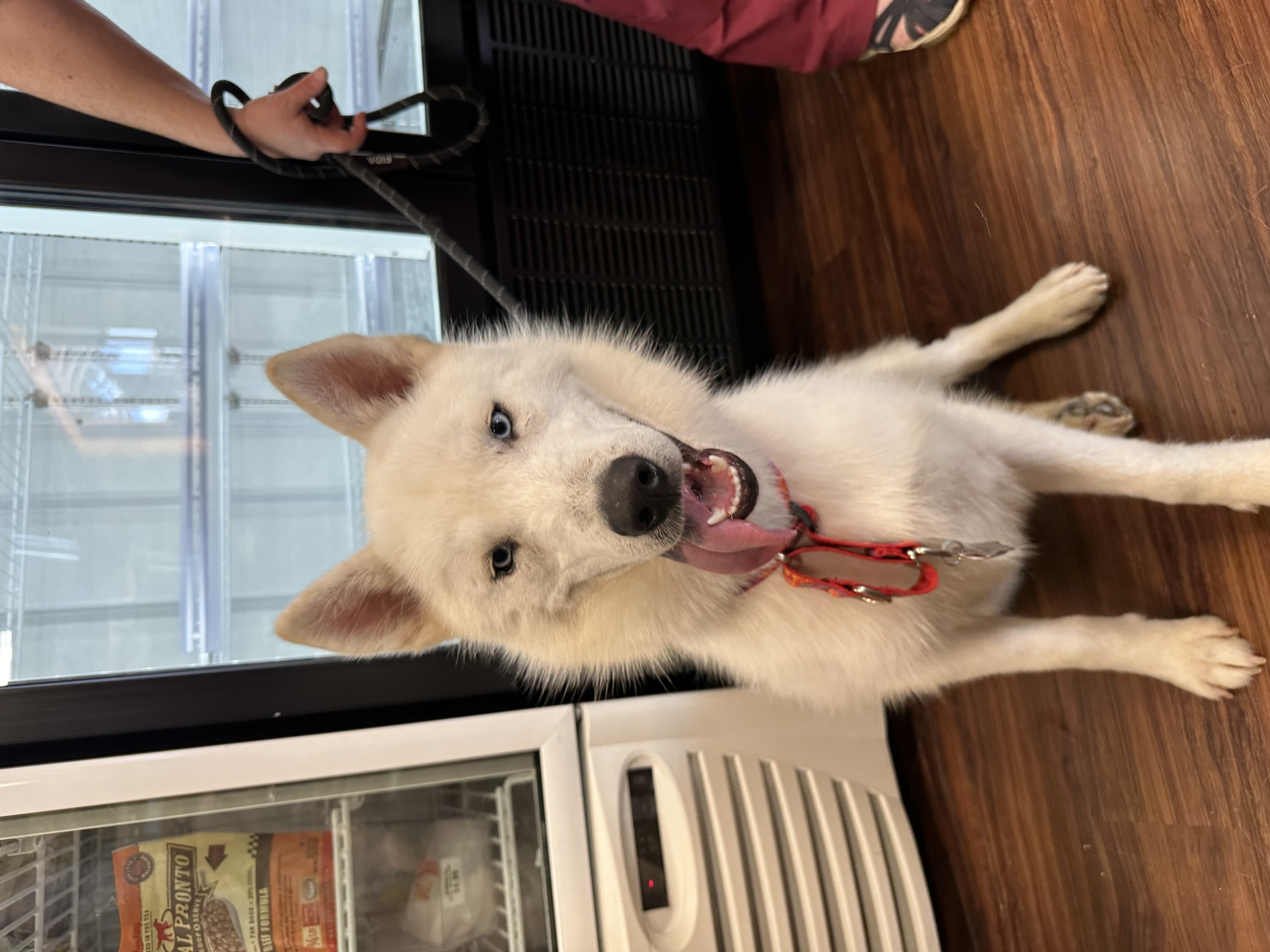 Enlarge Monterey Jack, a Adoptable Siberian Husky in Carrollton, TX image 7/8