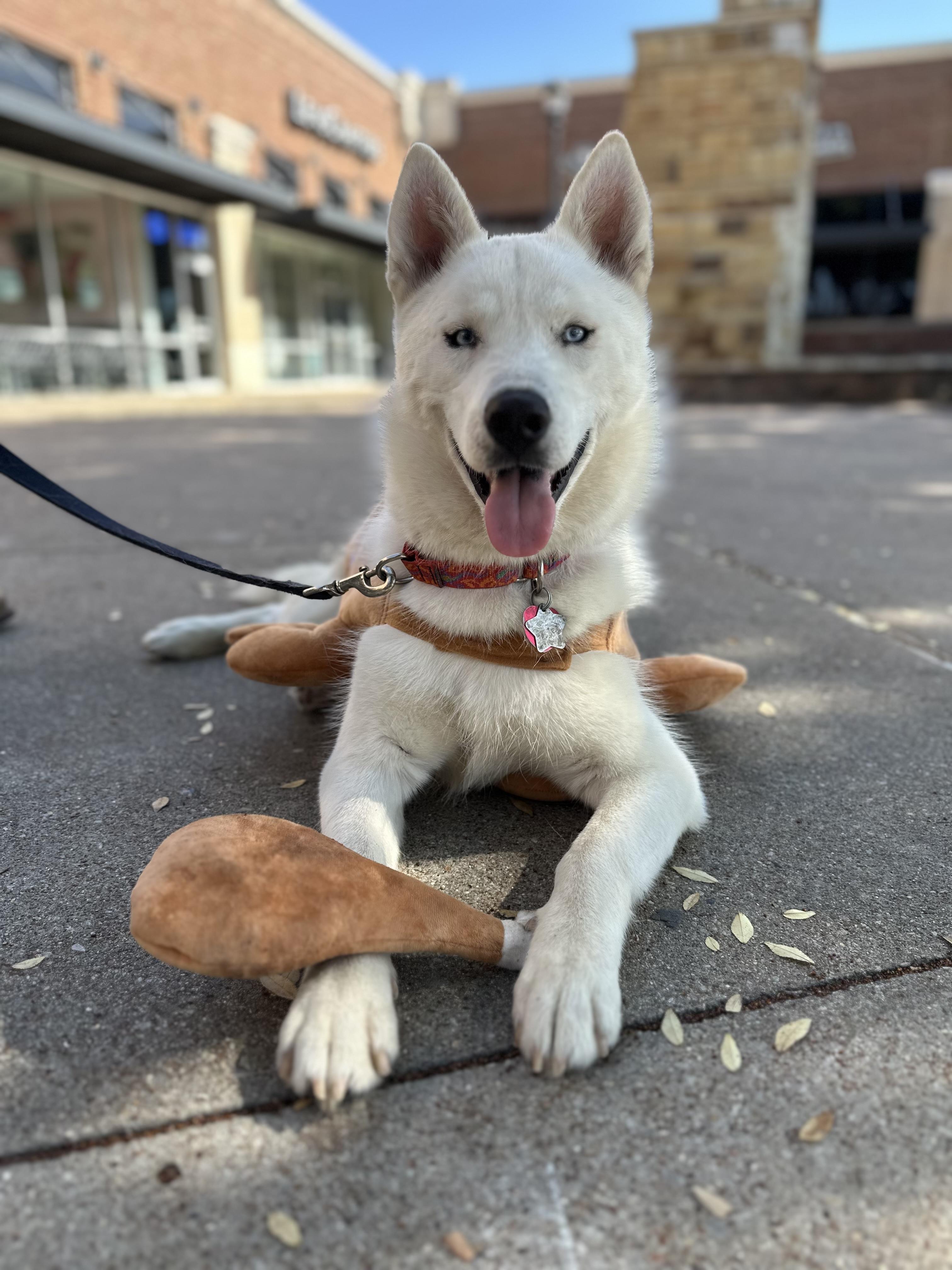 Monterey Jack, a Adoptable Siberian Husky in Carrollton, TX image 1/8