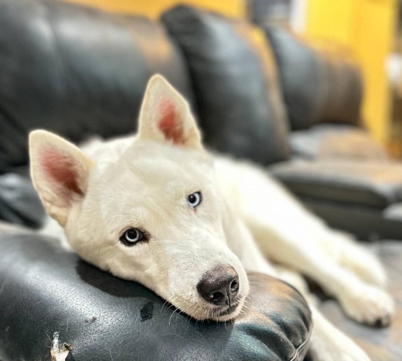 Monterey Jack, a Adoptable Siberian Husky in Carrollton, TX image 3/8