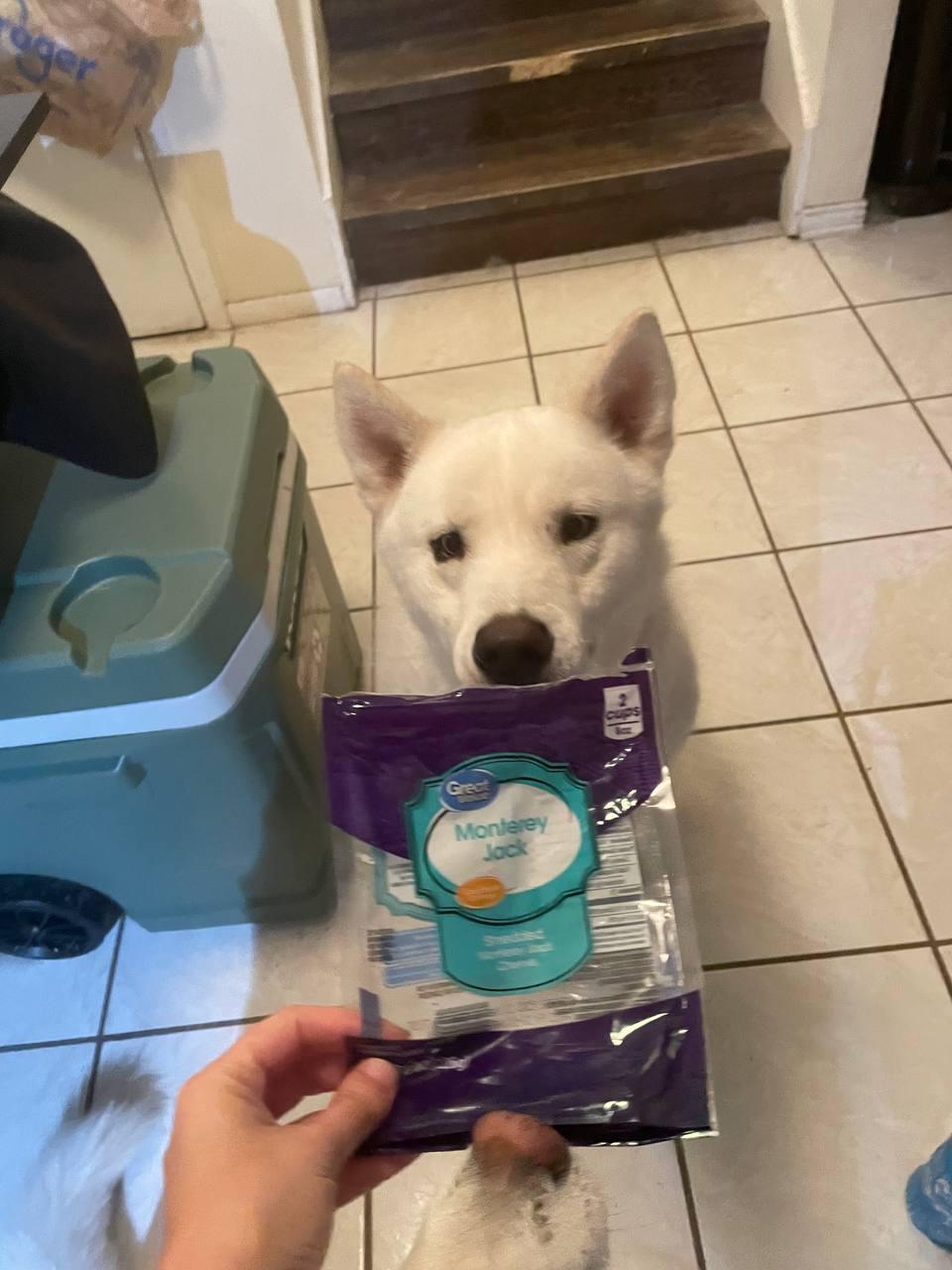 Enlarge Monterey Jack, a Adoptable Siberian Husky in Carrollton, TX image 8/8