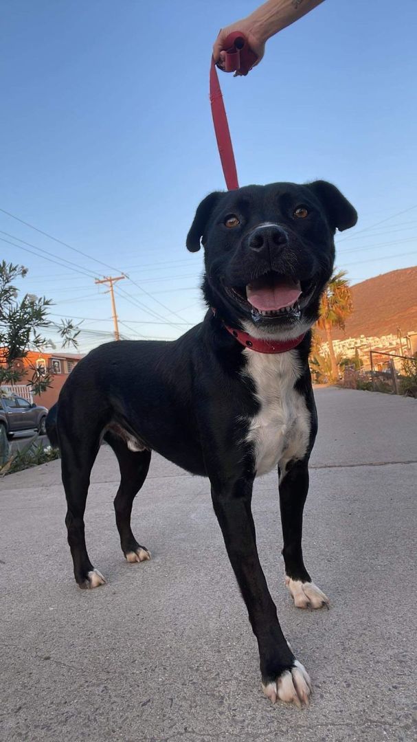 Jilio, Young Male American Staffordshire Terrier