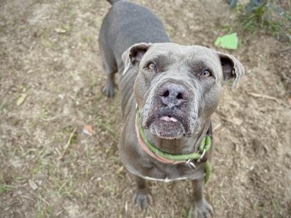 Bailey, Adoptable, Adult Female Pit Bull Terrier.