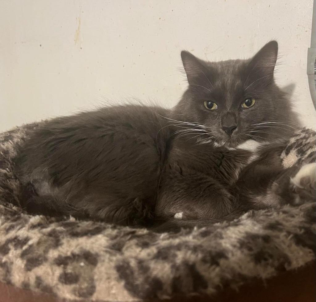 Spice, a Adopted Domestic Long Hair in Hoover , AL image 1/4