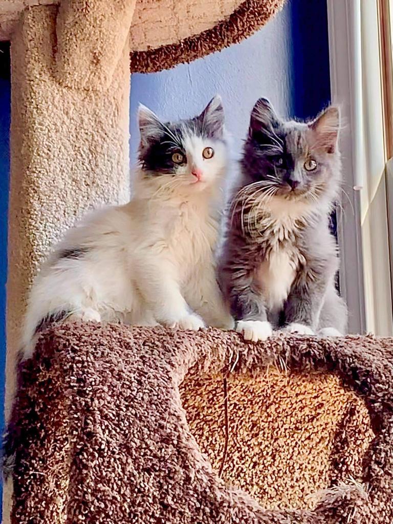 Spice, a Adopted Domestic Long Hair in Hoover , AL image 2/4