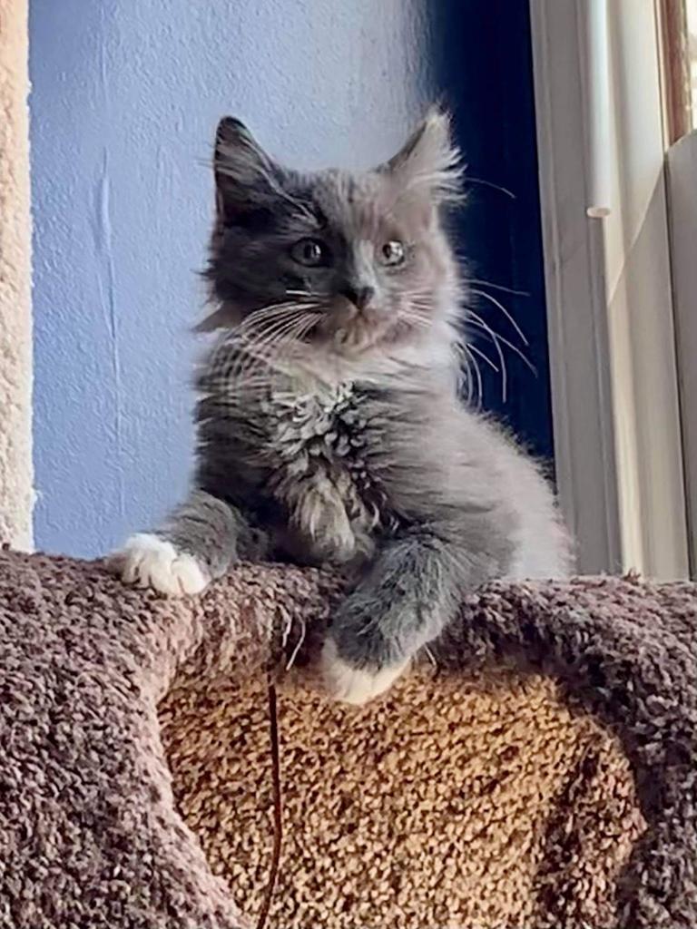 Spice, a Adopted Domestic Long Hair in Hoover , AL image 3/4