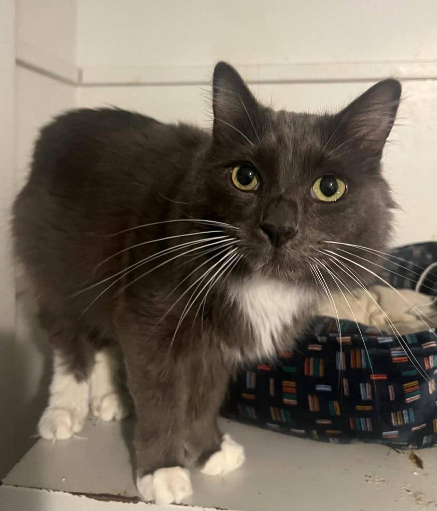 Spice, a Adopted Domestic Long Hair in Hoover , AL image 4/4