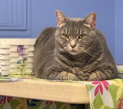 Auri, a Adoptable Tabby in Toms River, NJ image 1/3