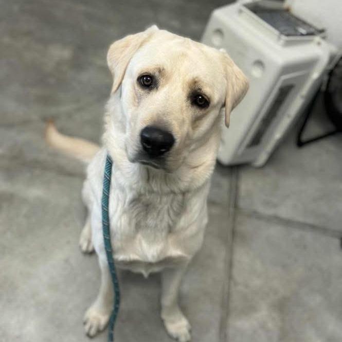 Enlarge Dawg, a Adoptable Yellow Labrador Retriever in Carlin, NV image 1/1