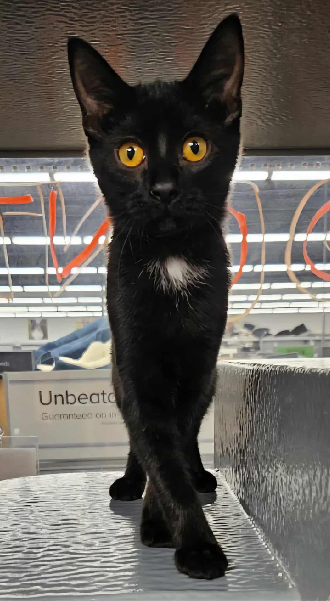*Cisco