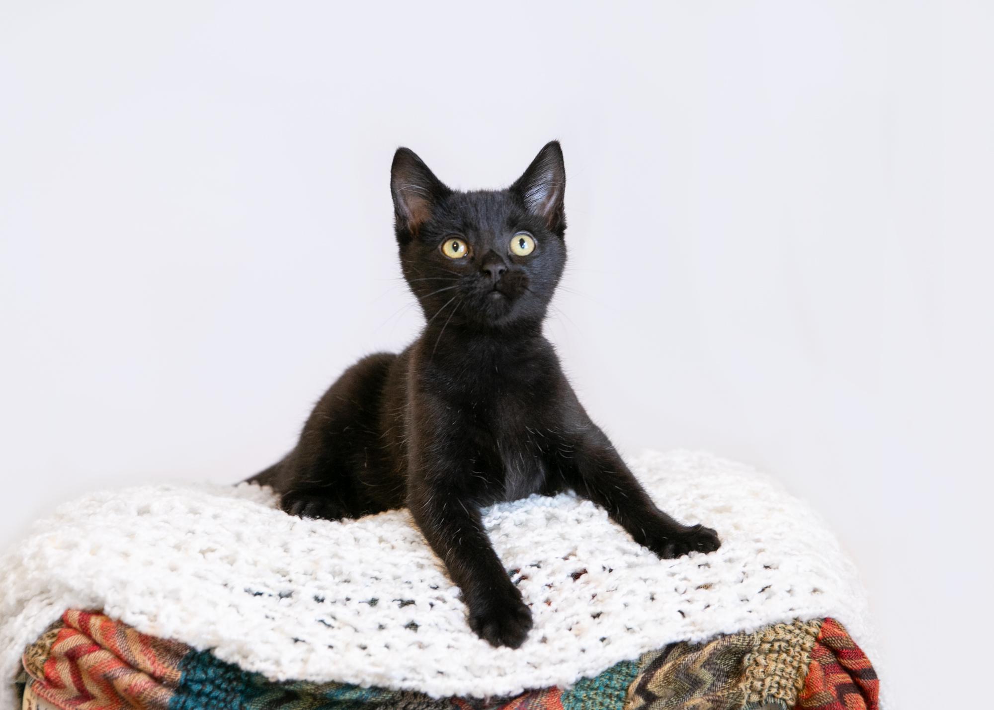 Enlarge Silas, a Adoptable mixed breed in Homewood, AL image 2/5