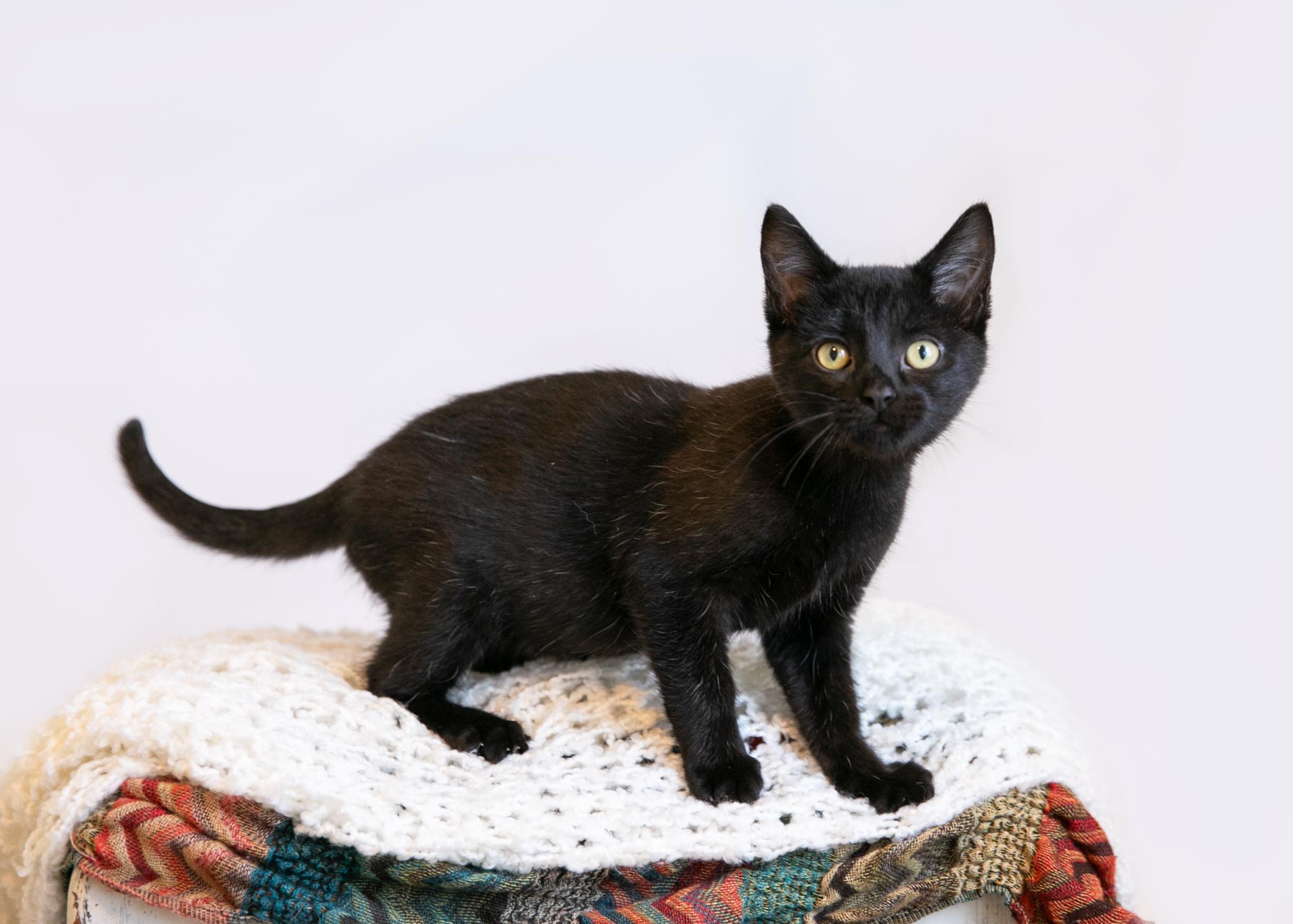 Enlarge Silas, a Adoptable mixed breed in Homewood, AL image 4/5