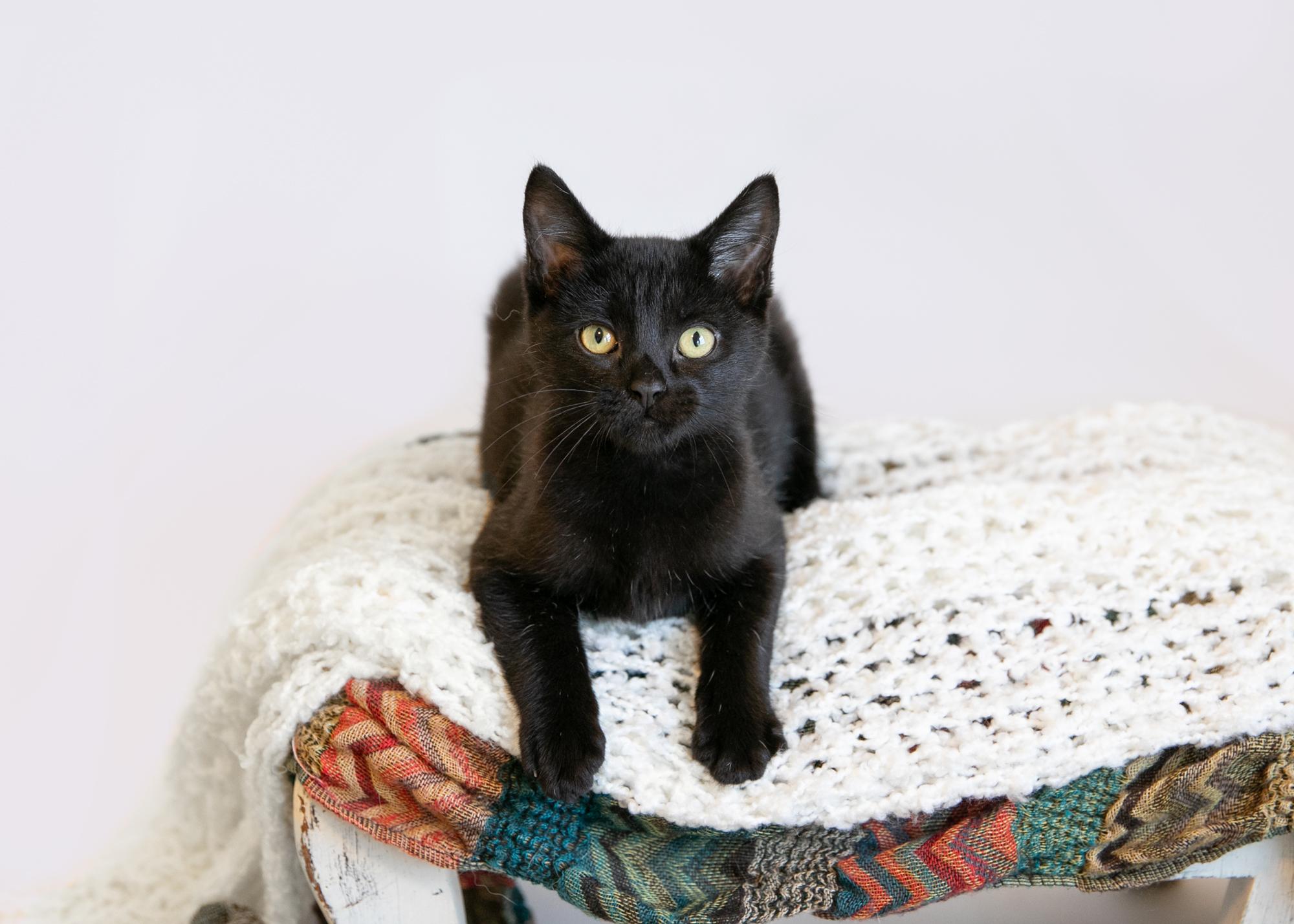 Enlarge Silas, a Adoptable mixed breed in Homewood, AL image 3/5