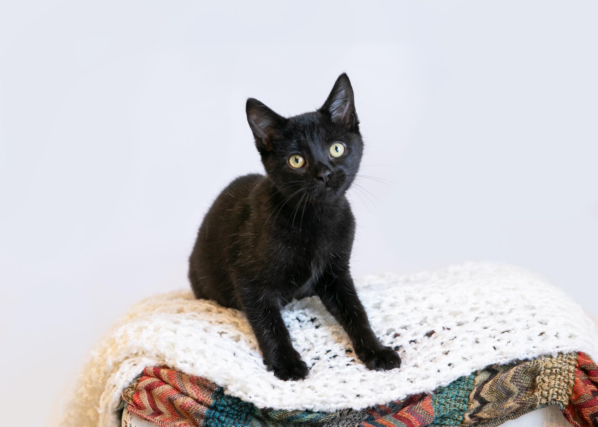 Enlarge Silas, a Adoptable mixed breed in Homewood, AL image 5/5