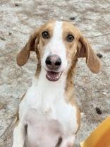 Hunter, Adoptable, Young Male Hound.