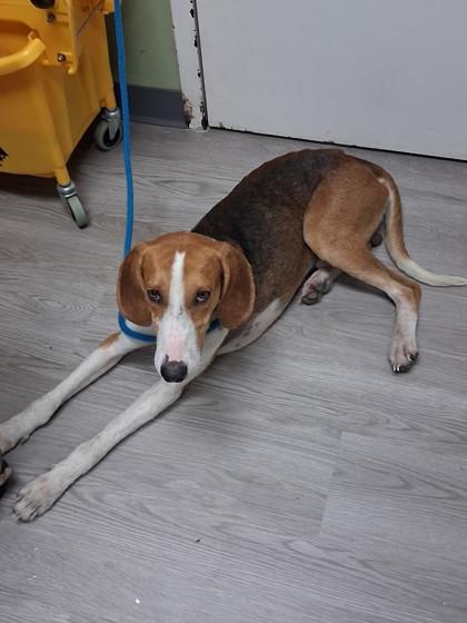Hunter, Adoptable, Young Male Hound.