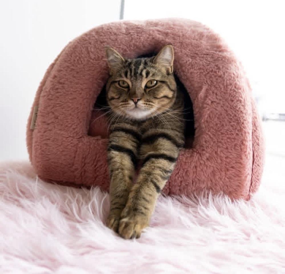 **Cat Cafe** Simba, Adoptable, Young Male Domestic Short Hair.