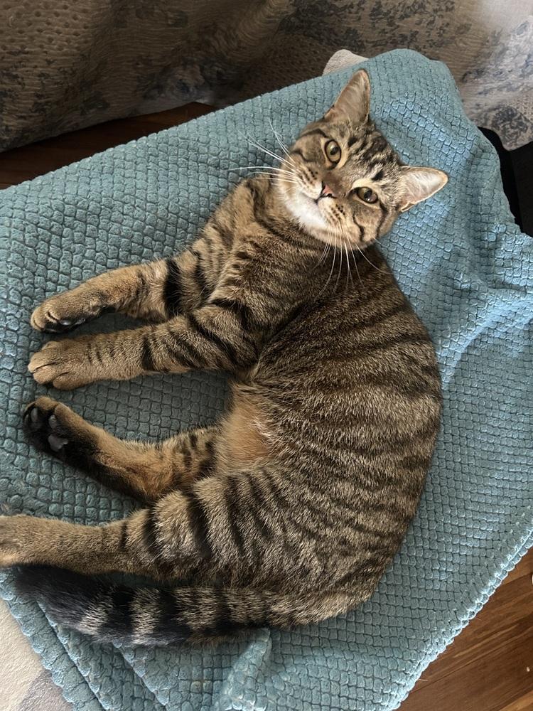 Enlarge **Cat Cafe** Simba, a Adoptable Domestic Short Hair in Topeka, KS image 2/2