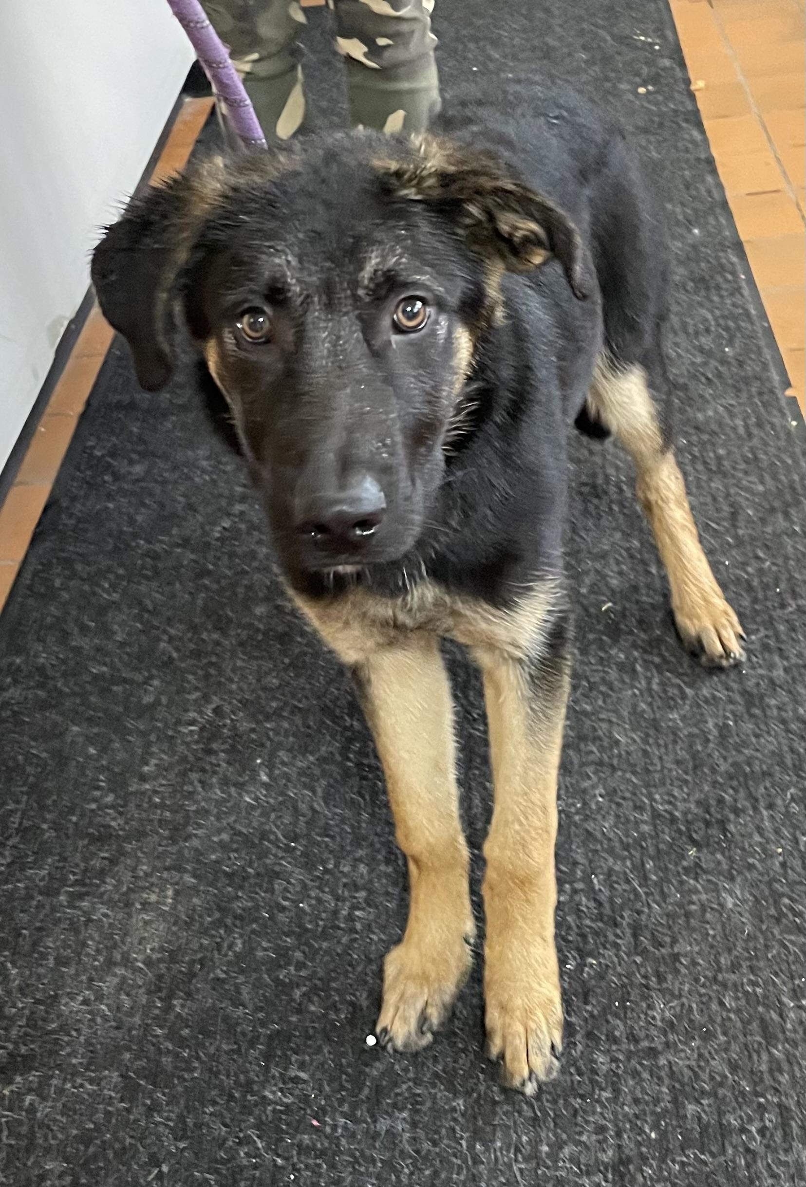 Enlarge Andy ADOPTED, an adopted mixed breed in Canton, OH image 1/1