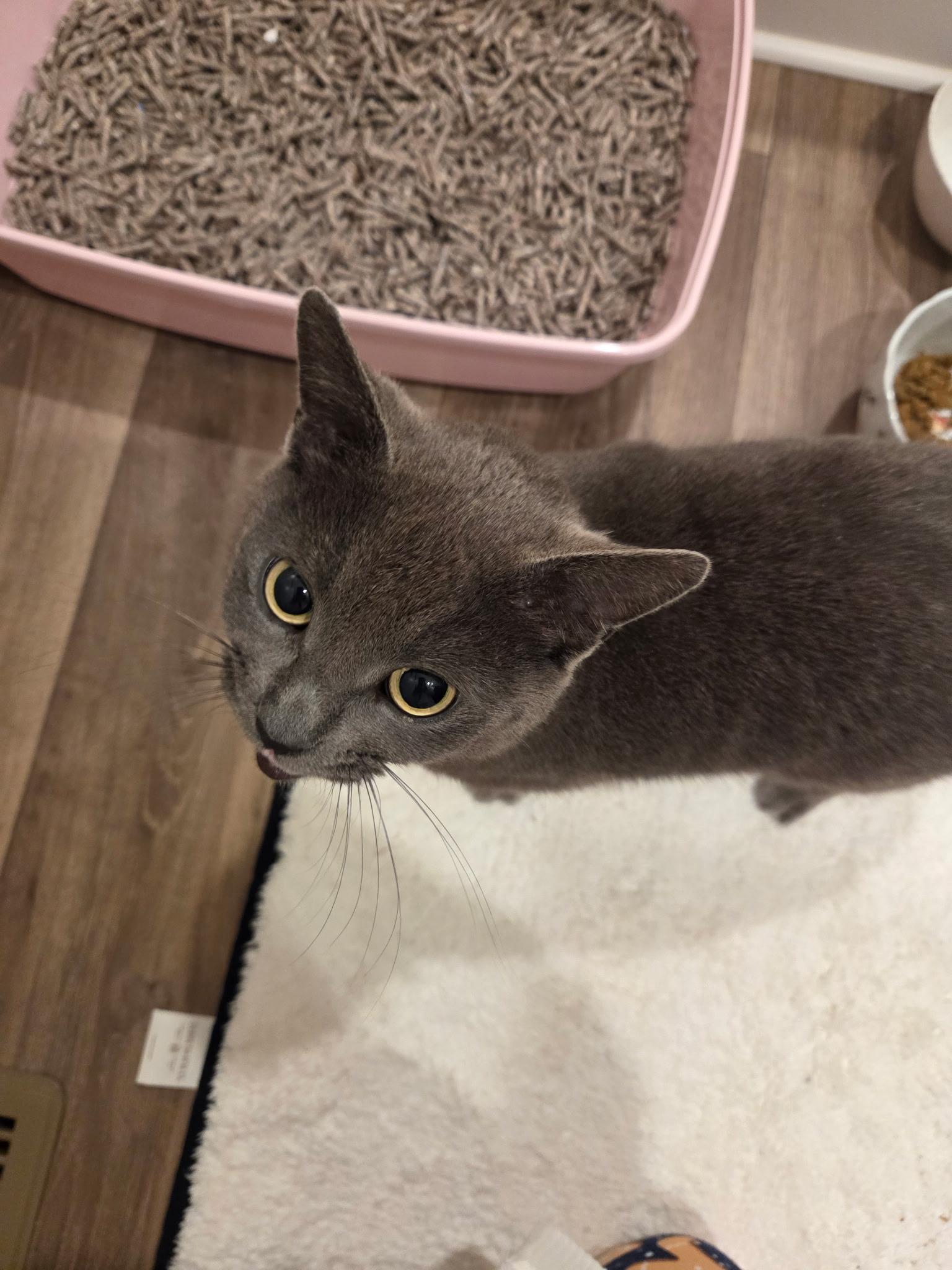 Enlarge Angel, a ADOPTABLE mixed breed in Stafford, VA image 2/2