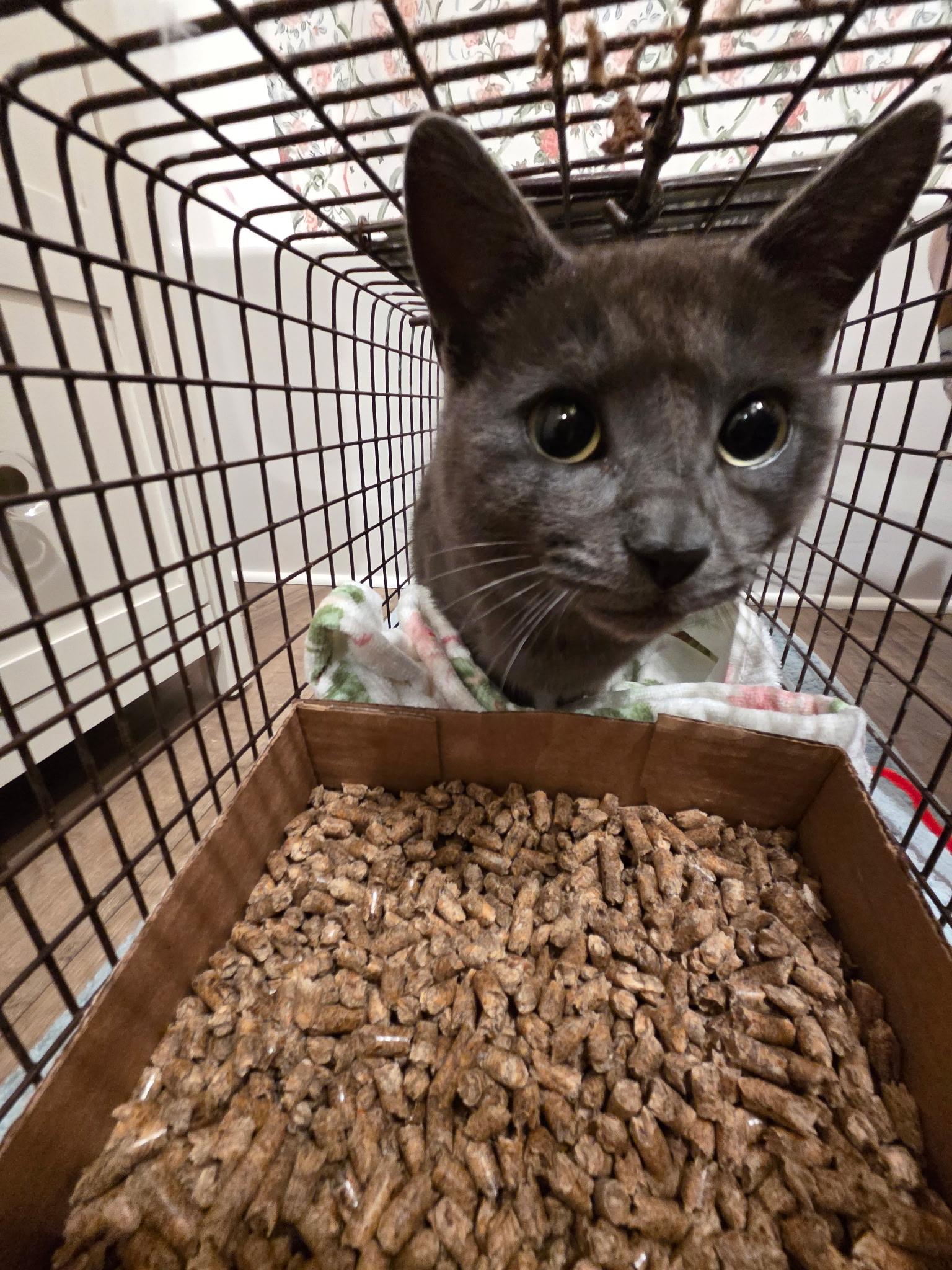 Angel, ADOPTABLE, Young Female Domestic Short Hair & Russian Blue.