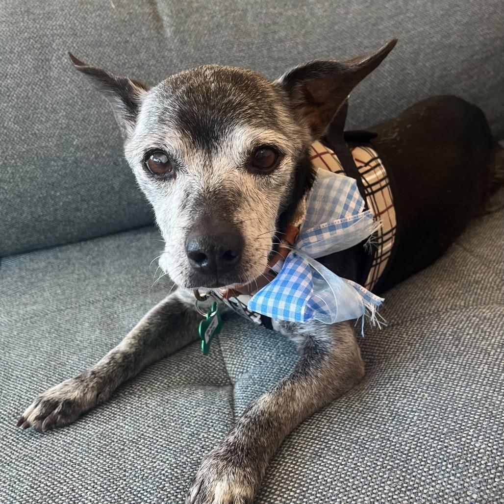 Bachelor Button 14070, Adoptable, Senior Male Chihuahua.