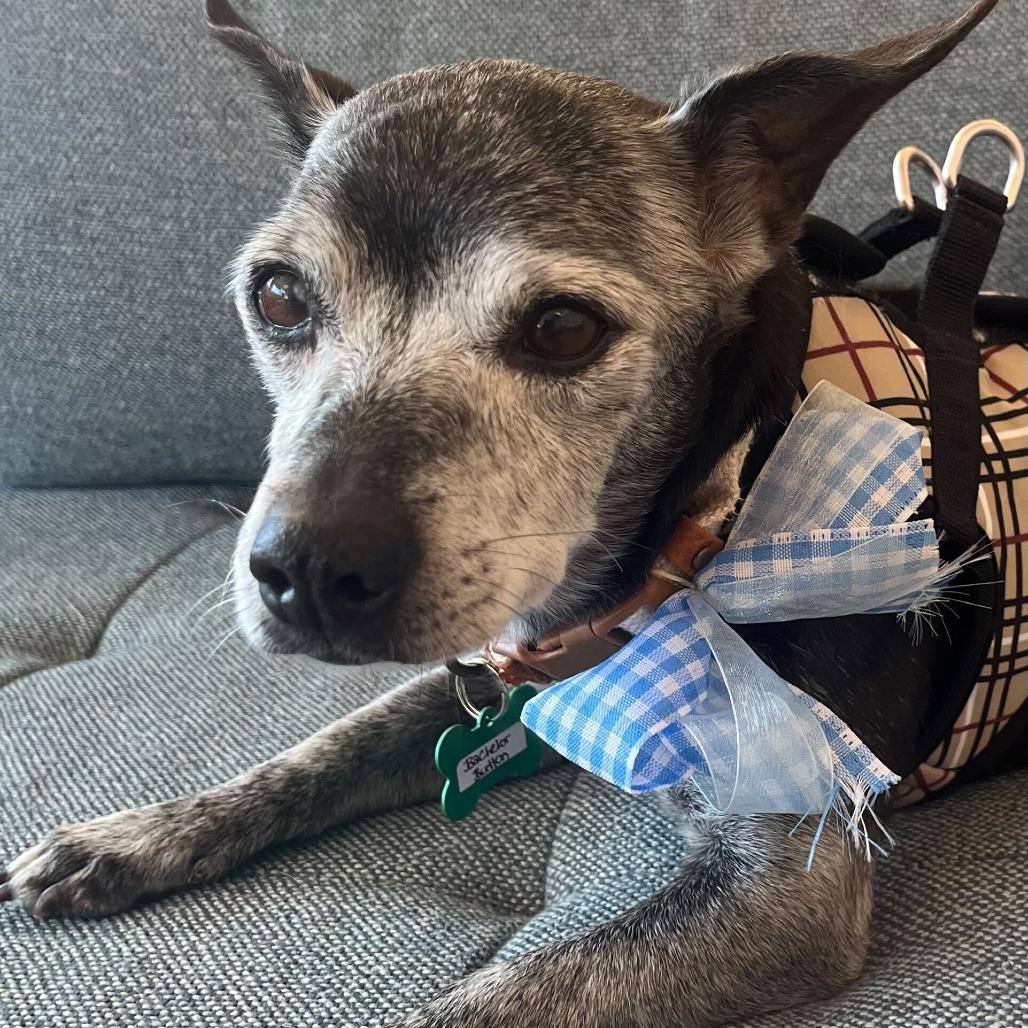 Enlarge Bachelor Button 14070, a Adoptable Chihuahua in San Francisco, CA image 2/6