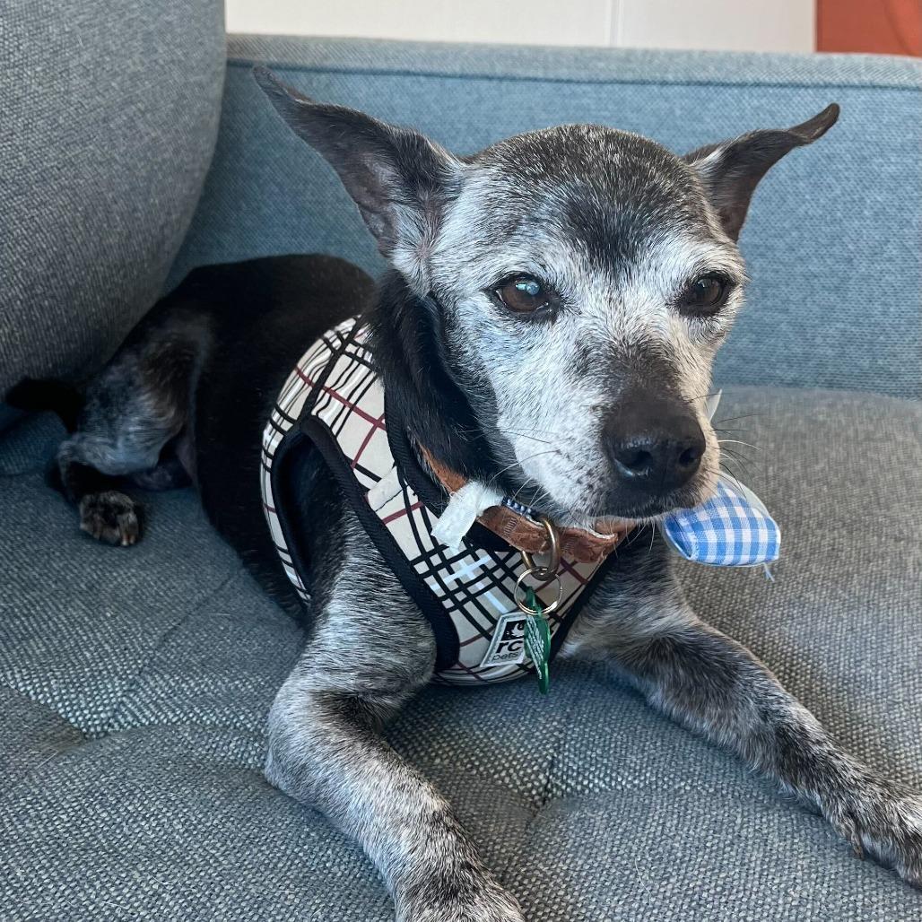 Enlarge Bachelor Button 14070, a Adoptable Chihuahua in San Francisco, CA image 4/6