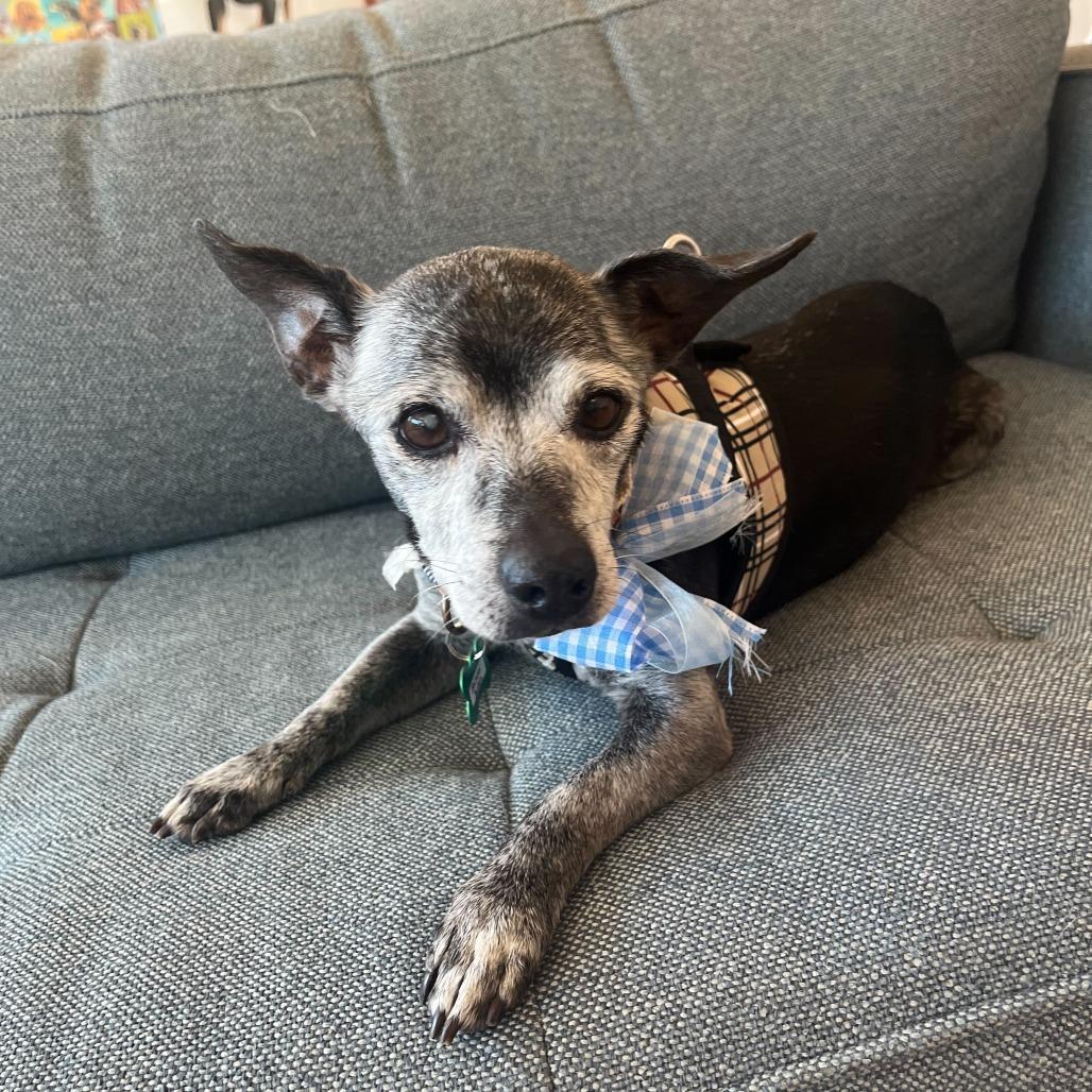Enlarge Bachelor Button 14070, a Adoptable Chihuahua in San Francisco, CA image 5/6