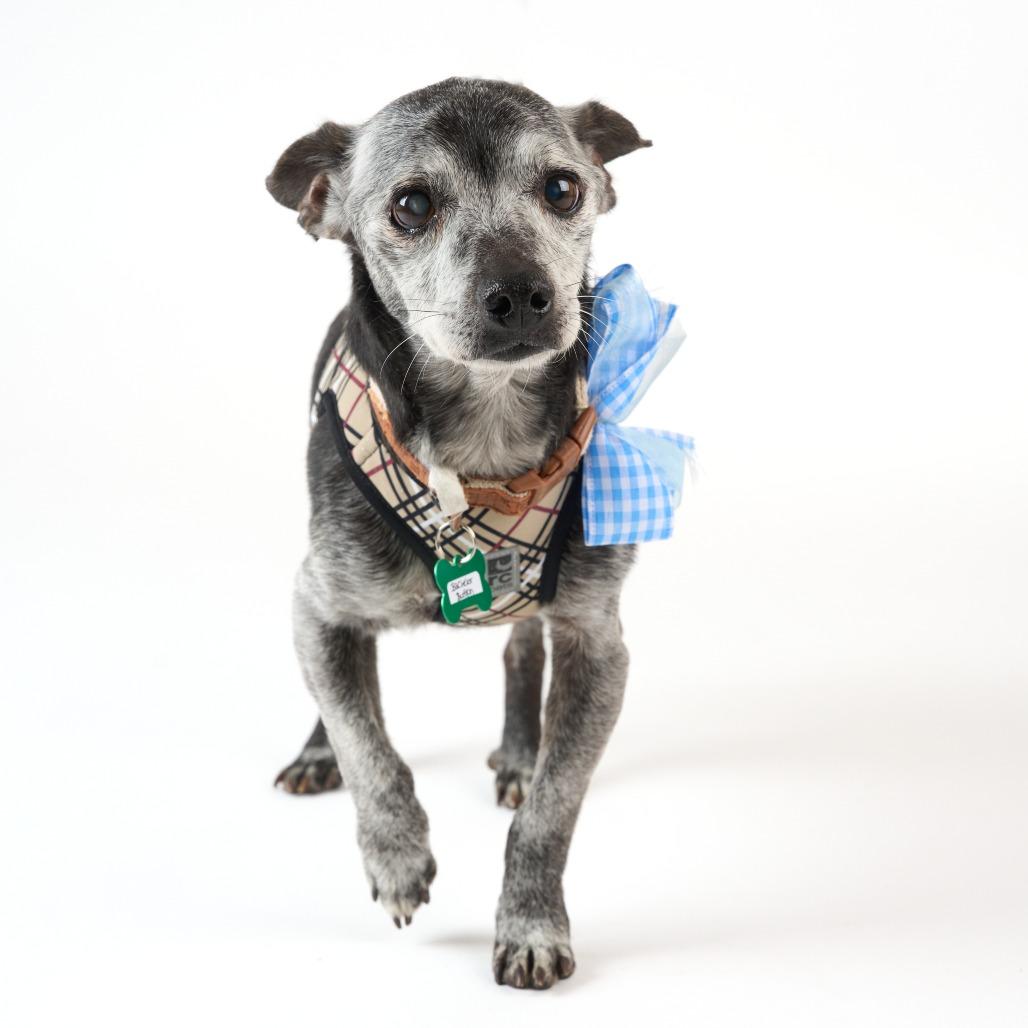 Enlarge Bachelor Button 14070, a Adoptable Chihuahua in San Francisco, CA image 6/6