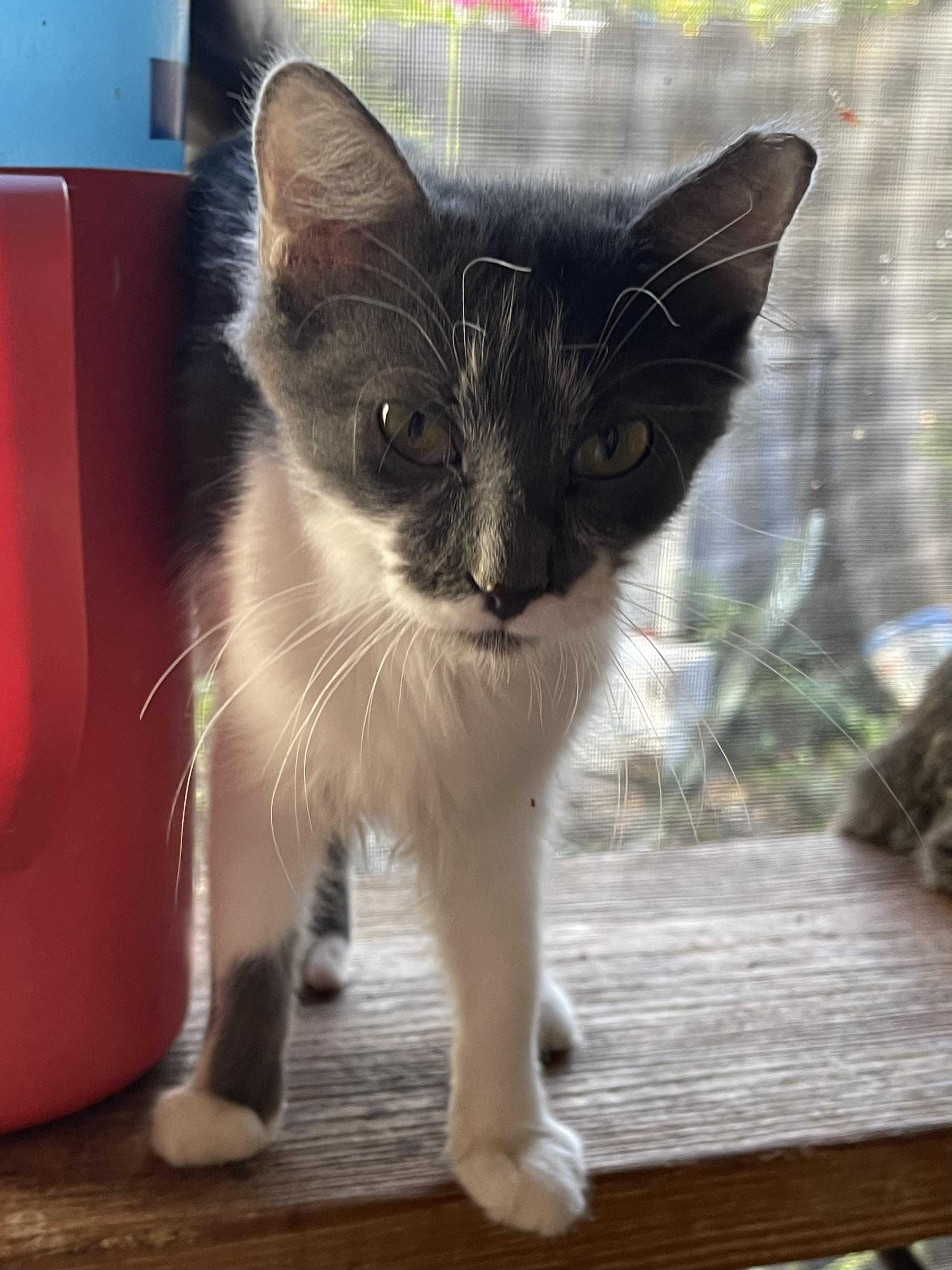 Enlarge Nina, a Adoptable Domestic Medium Hair in san antonio, TX image 1/4