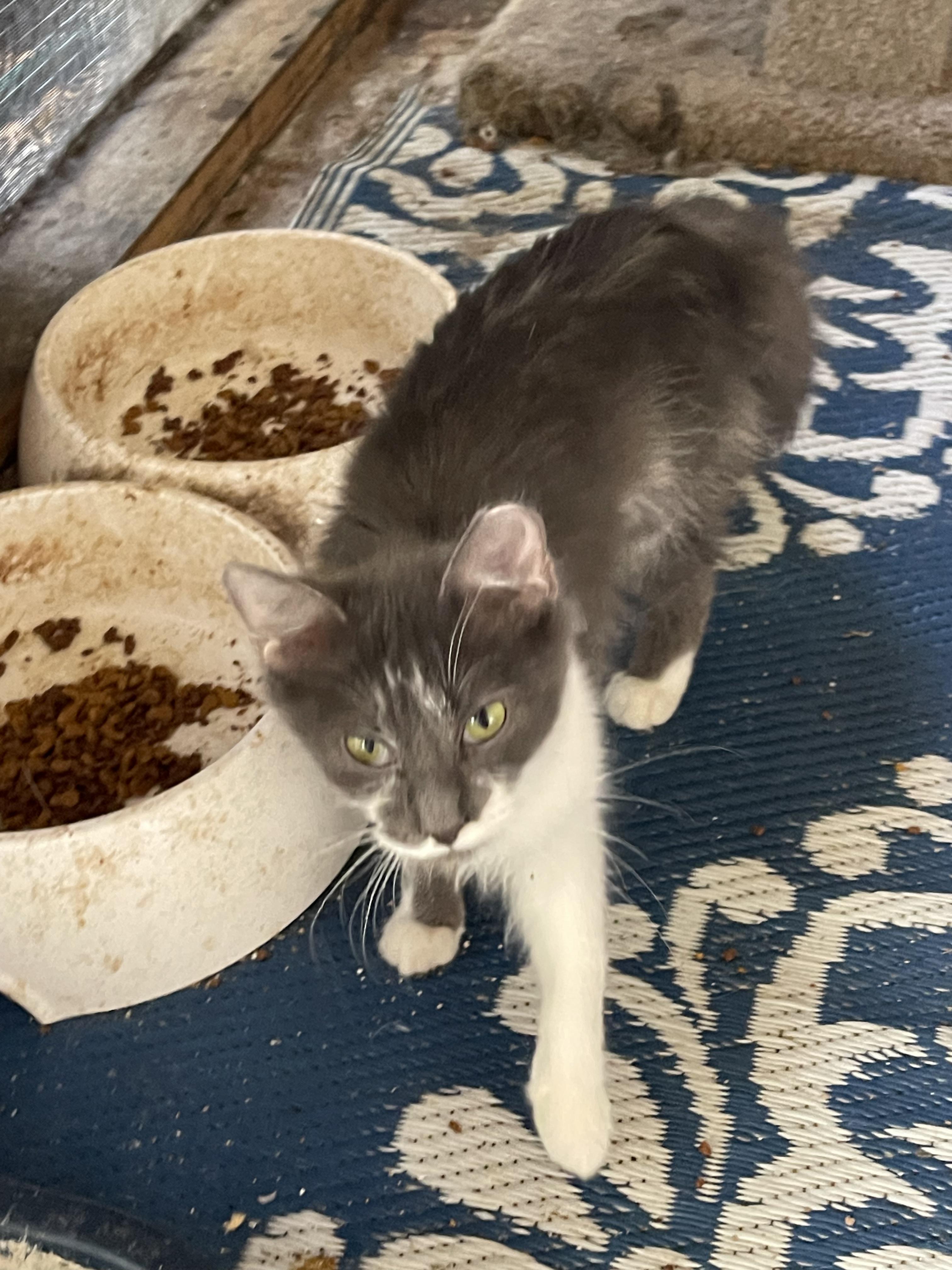 Enlarge Nina, a Adoptable Domestic Medium Hair in san antonio, TX image 2/4