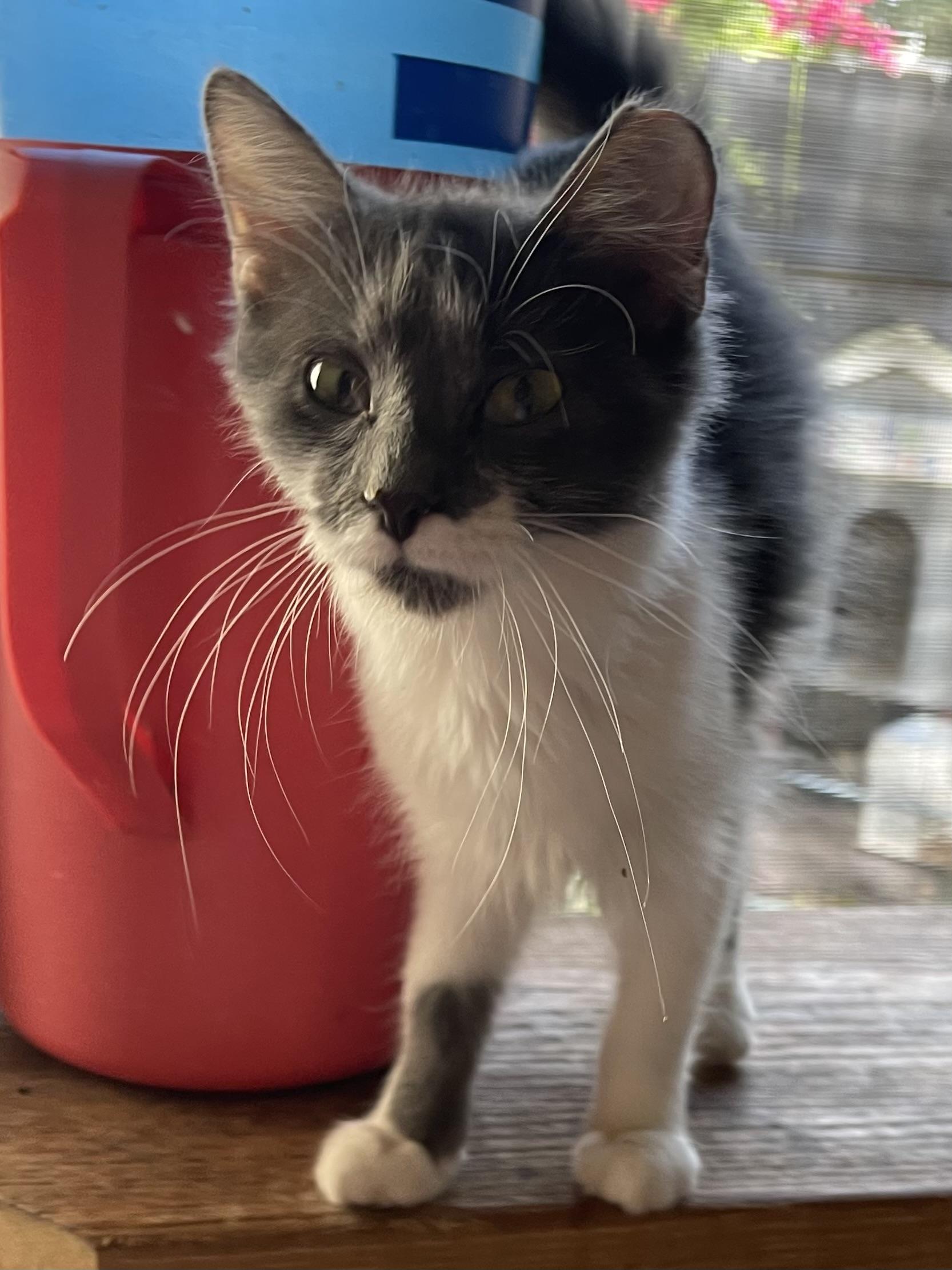 Enlarge Nina, a Adoptable Domestic Medium Hair in san antonio, TX image 3/4