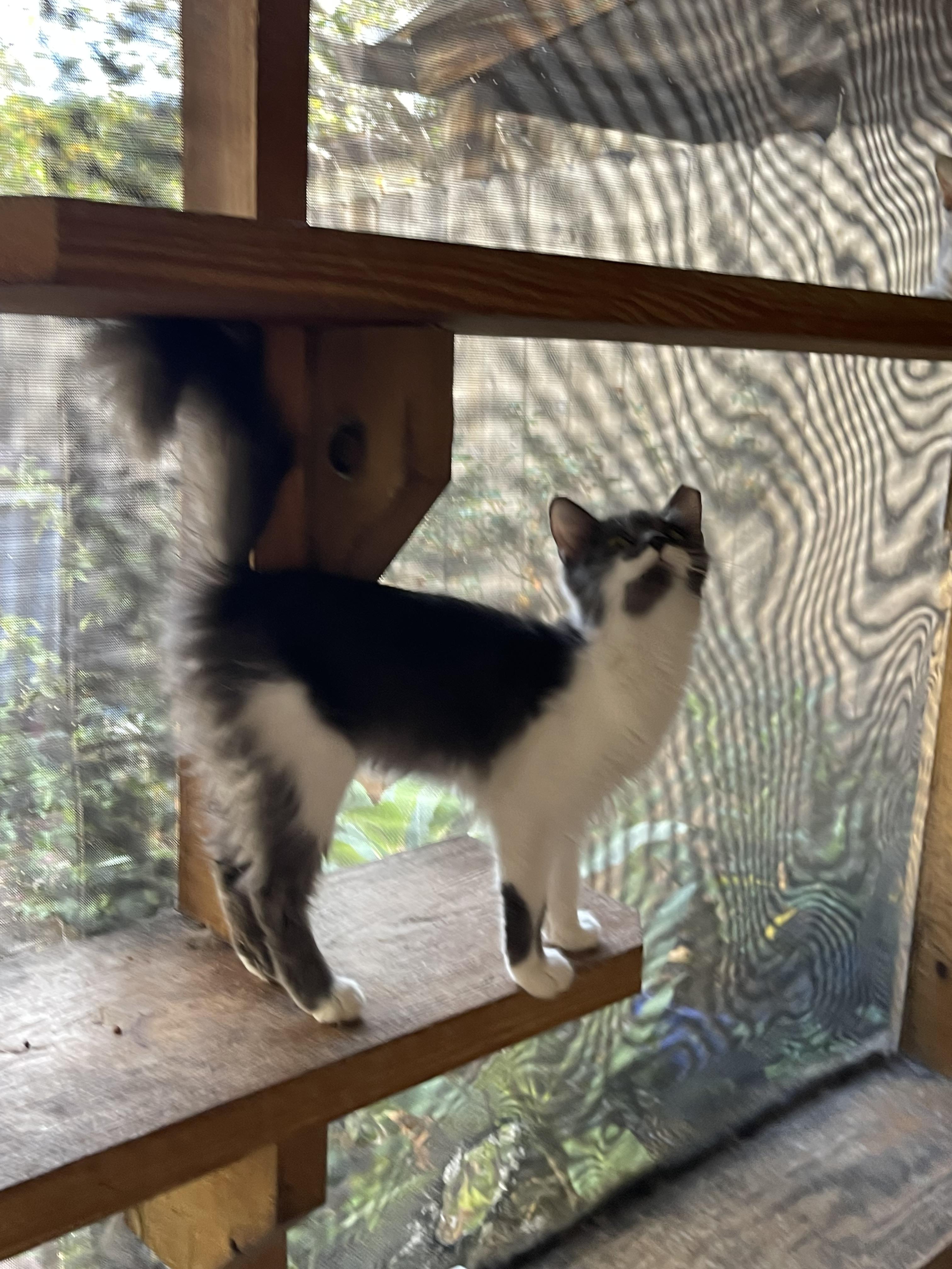 Enlarge Nina, a Adoptable Domestic Medium Hair in san antonio, TX image 4/4