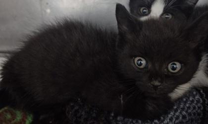 Enlarge Obsidian, a Adoptable mixed breed in Simcoe, ON image 1/1