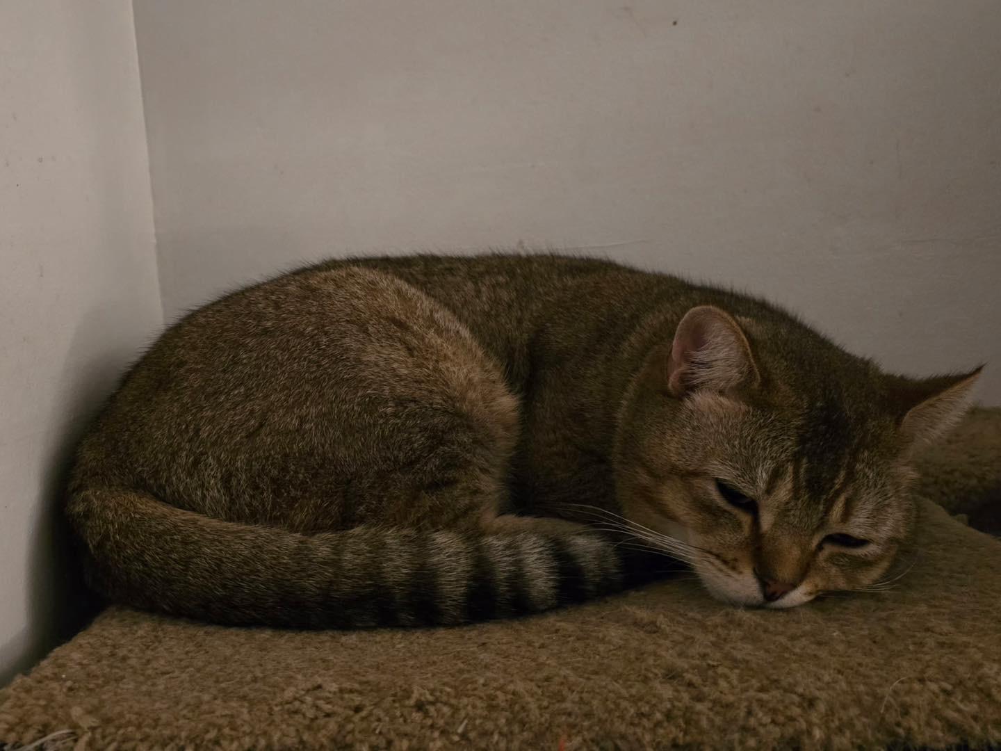 Enlarge Reggie - IN, a Adopted Abyssinian in Louisville, KY image 1/6