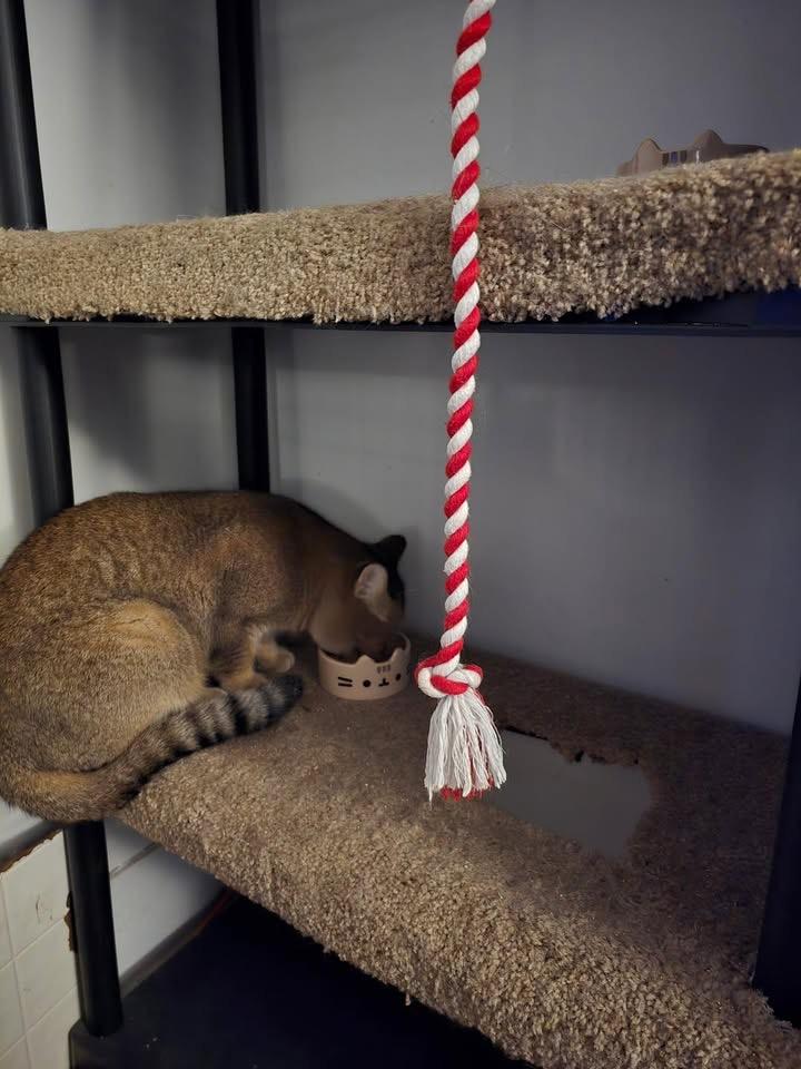 Enlarge Reggie - IN, a Adopted Abyssinian in Louisville, KY image 3/6